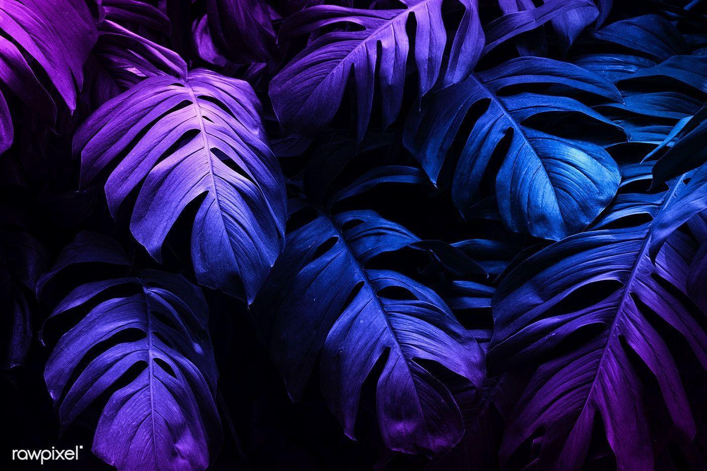 Neon Leaves Wallpapers Top Free Neon Leaves Backgrounds WallpaperAccess