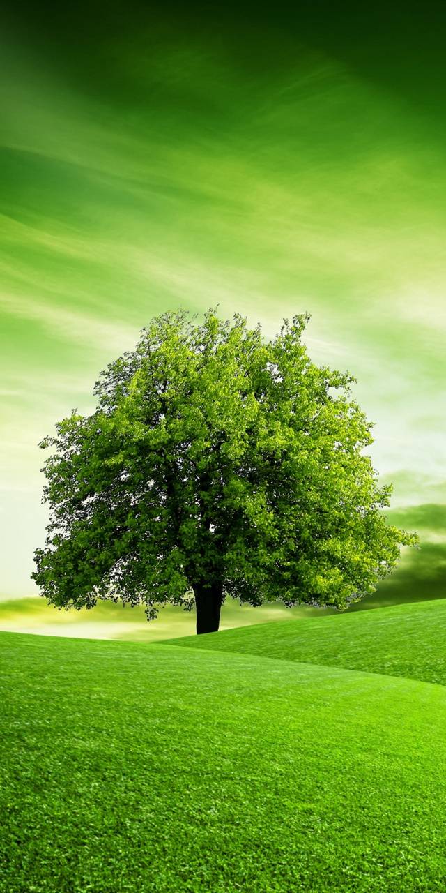 Single Tree Wallpapers Top Free Single Tree Backgrounds WallpaperAccess