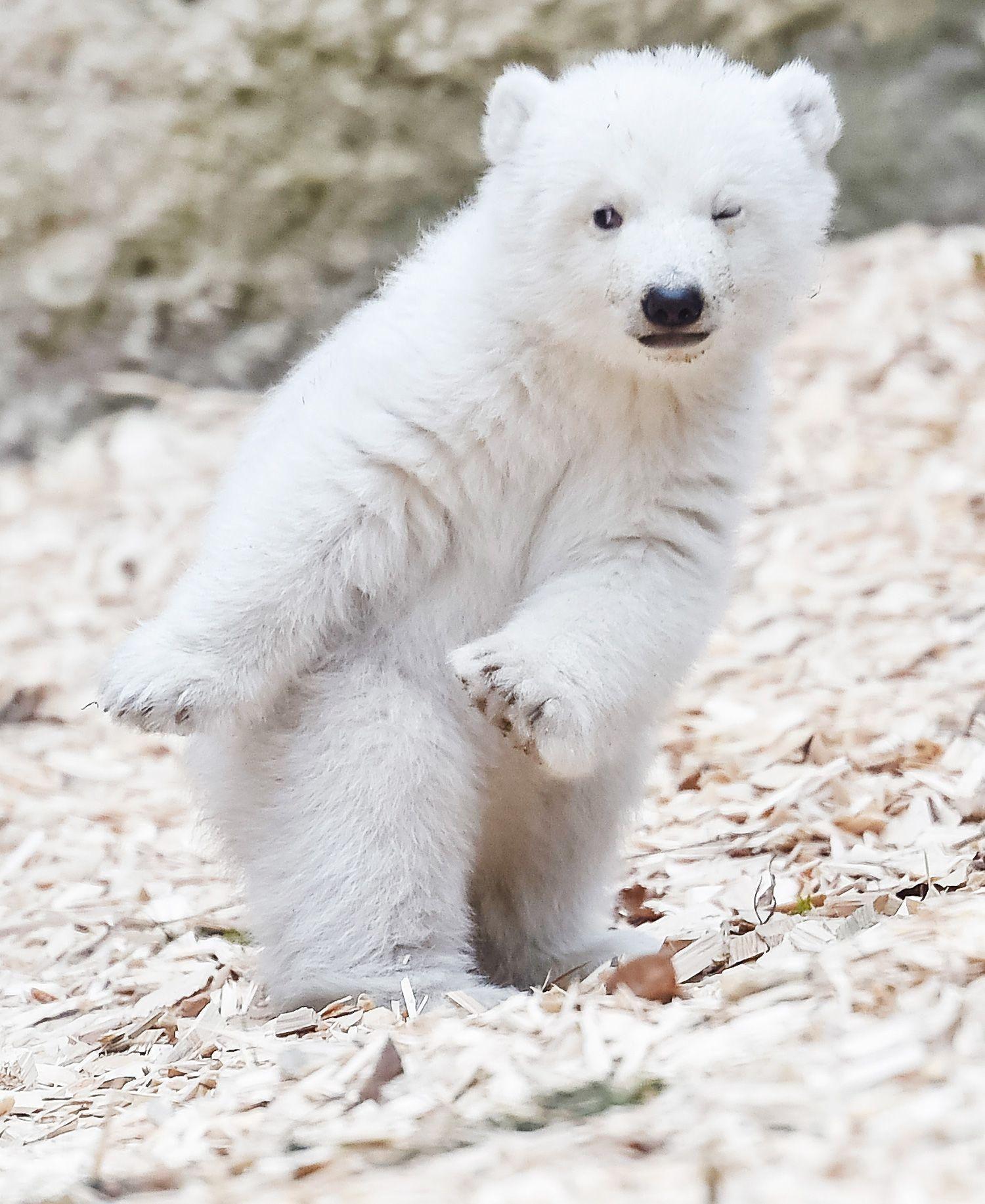 Cute Polar Bear Wallpapers Top Free Cute Polar Bear Backgrounds WallpaperAccess