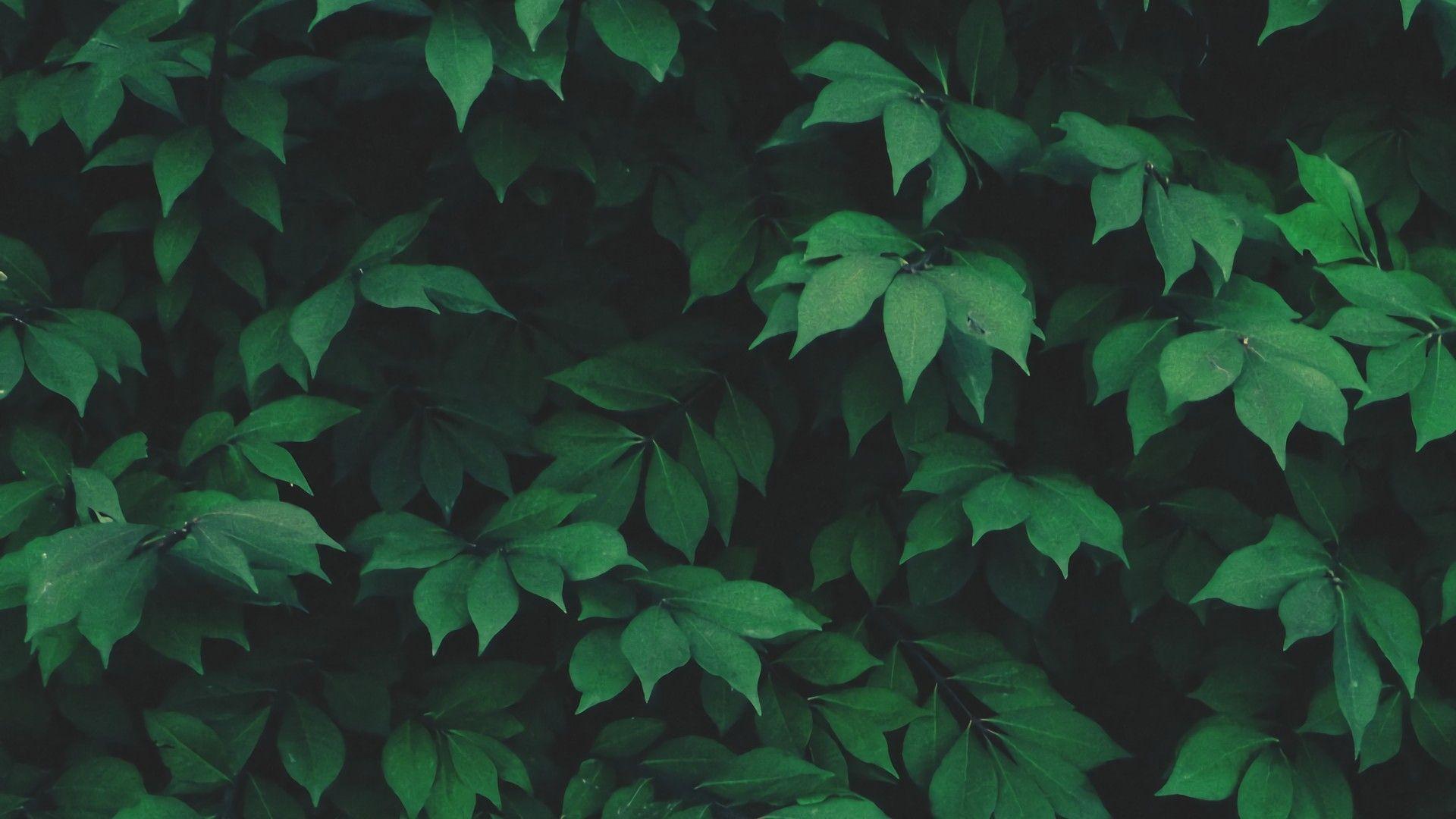 Aesthetic Leaves Laptop Wallpapers Top Free Aesthetic Leaves Laptop
