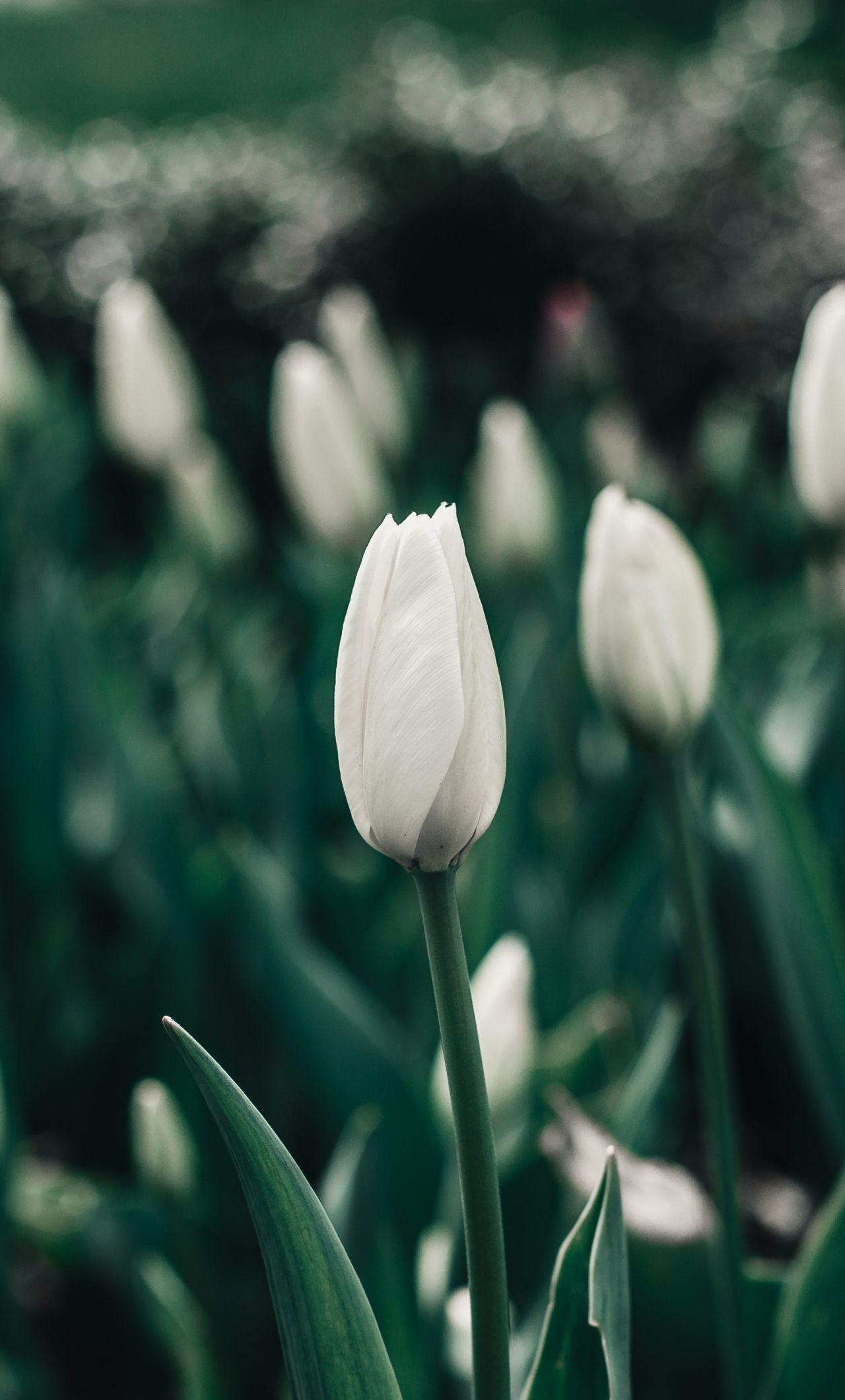 White Tulips Wallpapers Top Free White Tulips Backgrounds WallpaperAccess