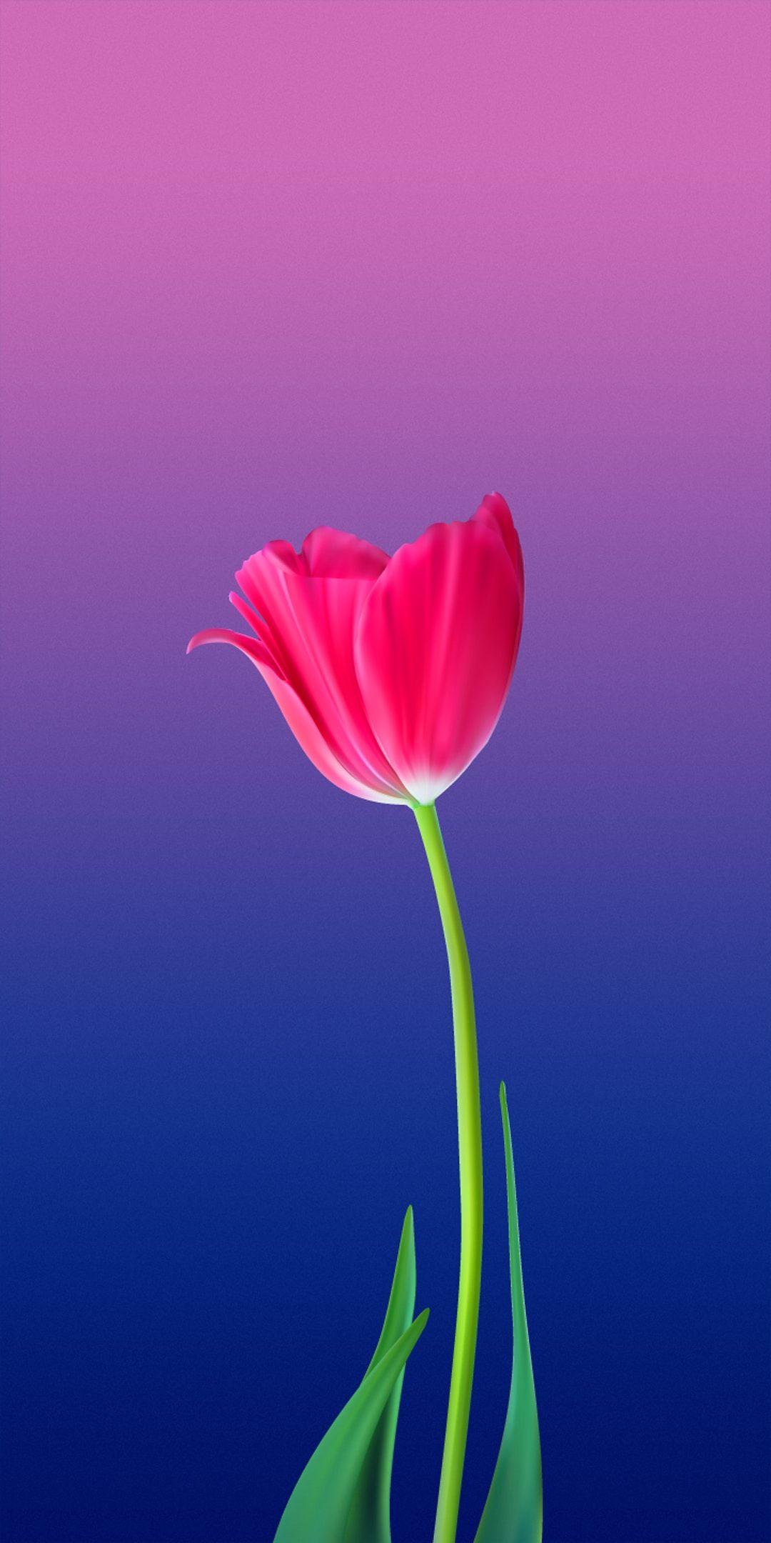 Tulip Mobile Wallpapers Top Free Tulip Mobile Backgrounds