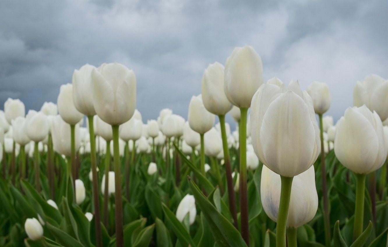 White Tulips Desktop Wallpapers Top Free White Tulips Desktop