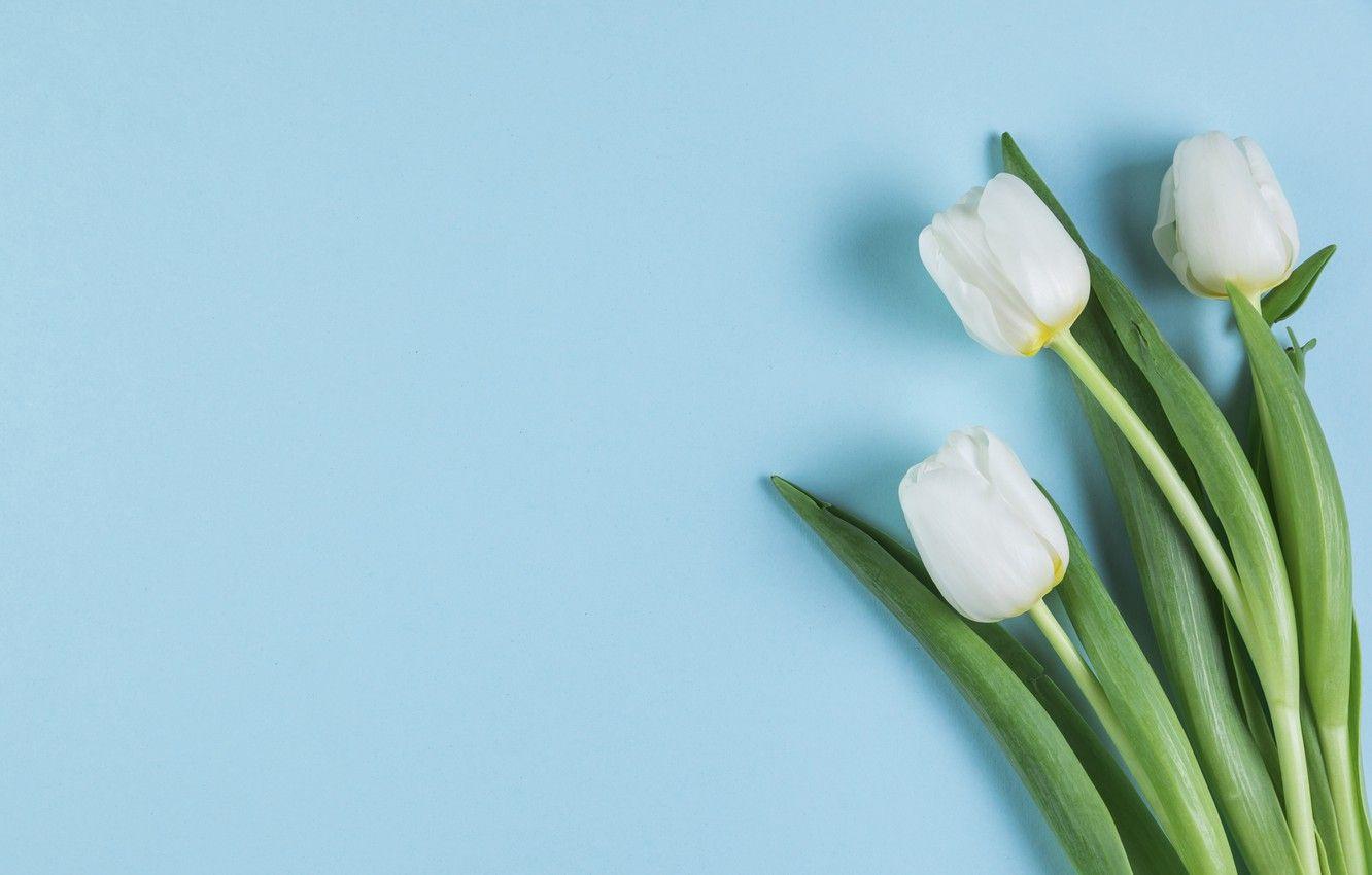 White Tulips Wallpapers Top Free White Tulips Backgrounds