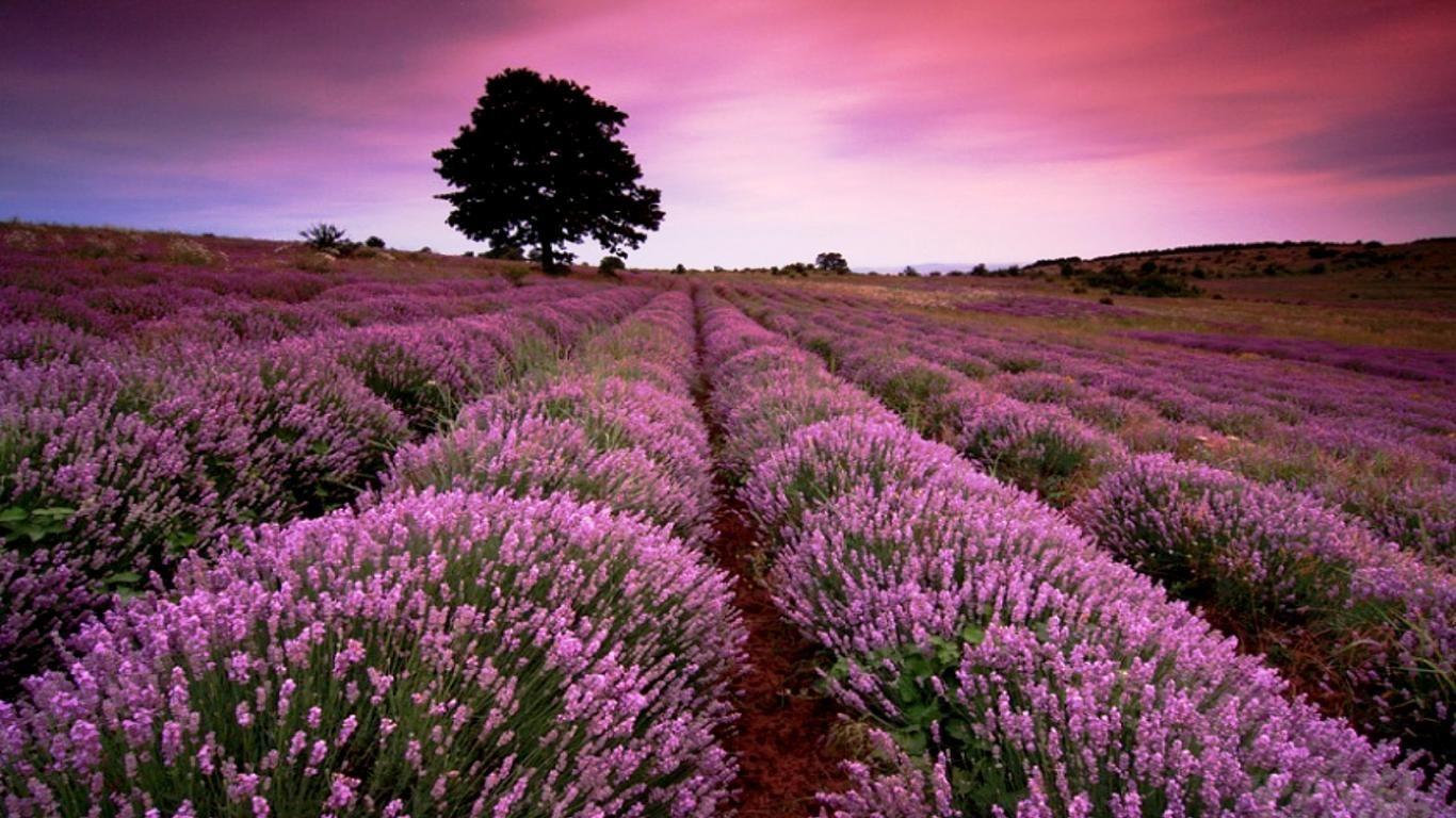 Lavender Garden Wallpapers Top Free Lavender Garden Backgrounds
