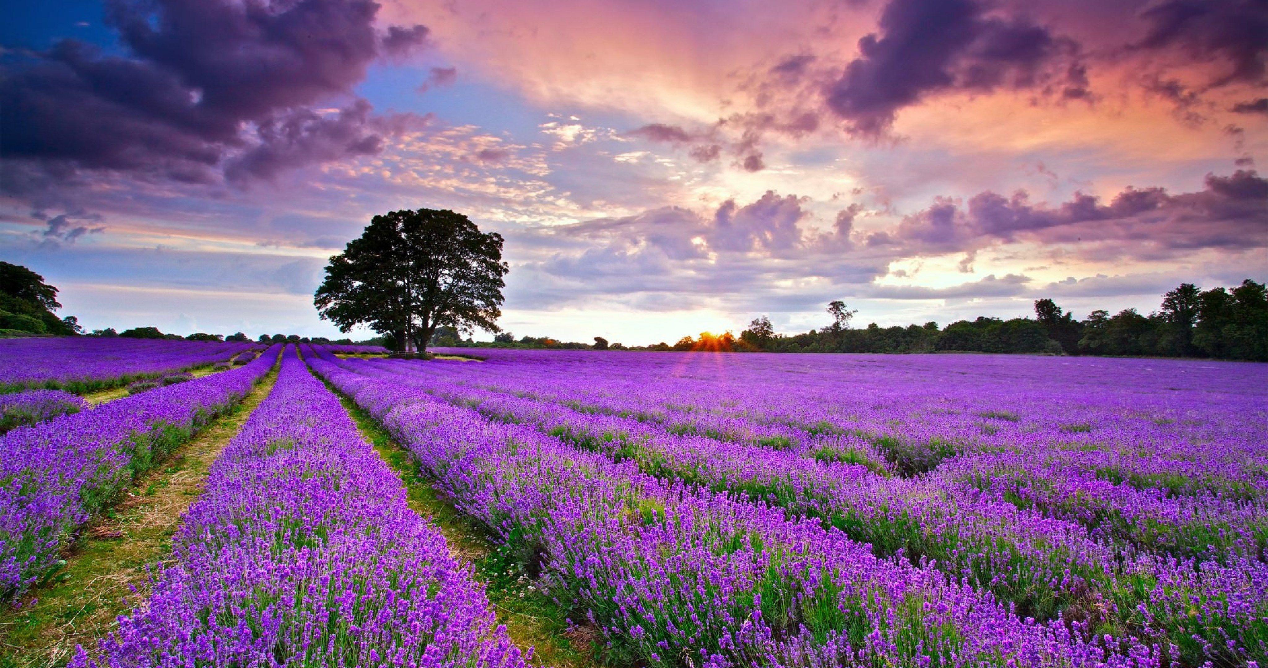 Lavender Garden Wallpapers Top Free Lavender Garden Backgrounds