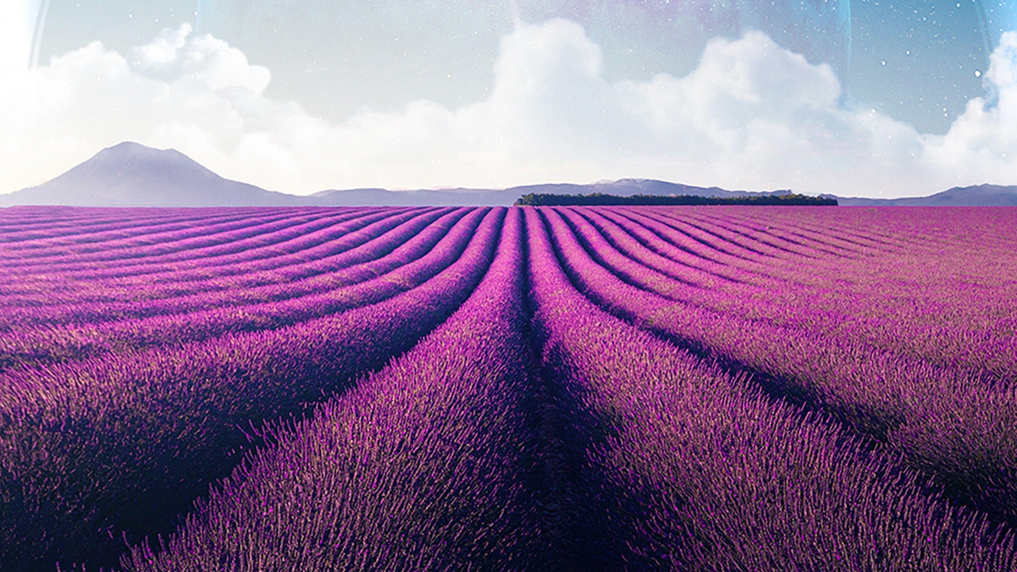 Lavender Garden Wallpapers Top Free Lavender Garden Backgrounds