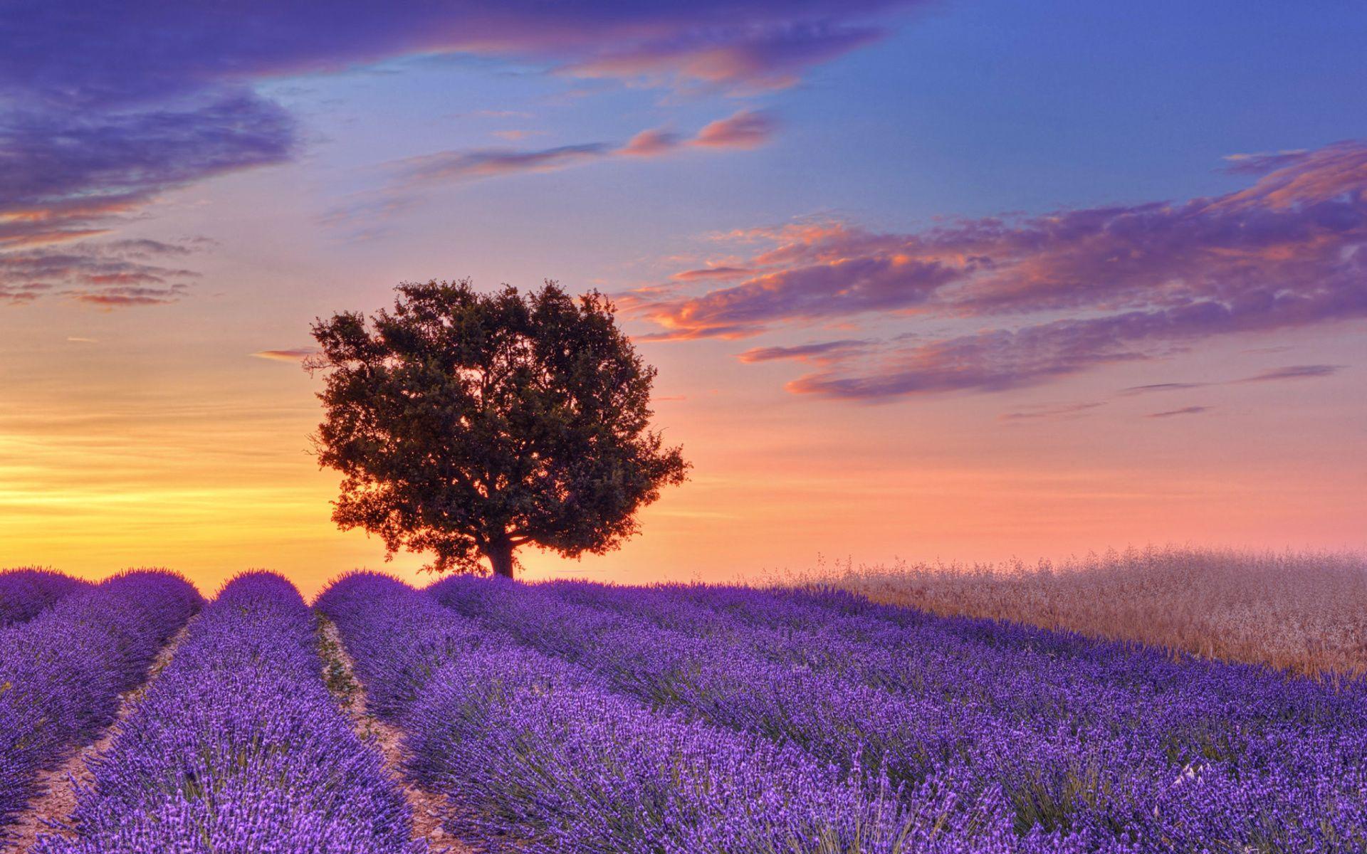 Lavender Garden Wallpapers Top Free Lavender Garden Backgrounds
