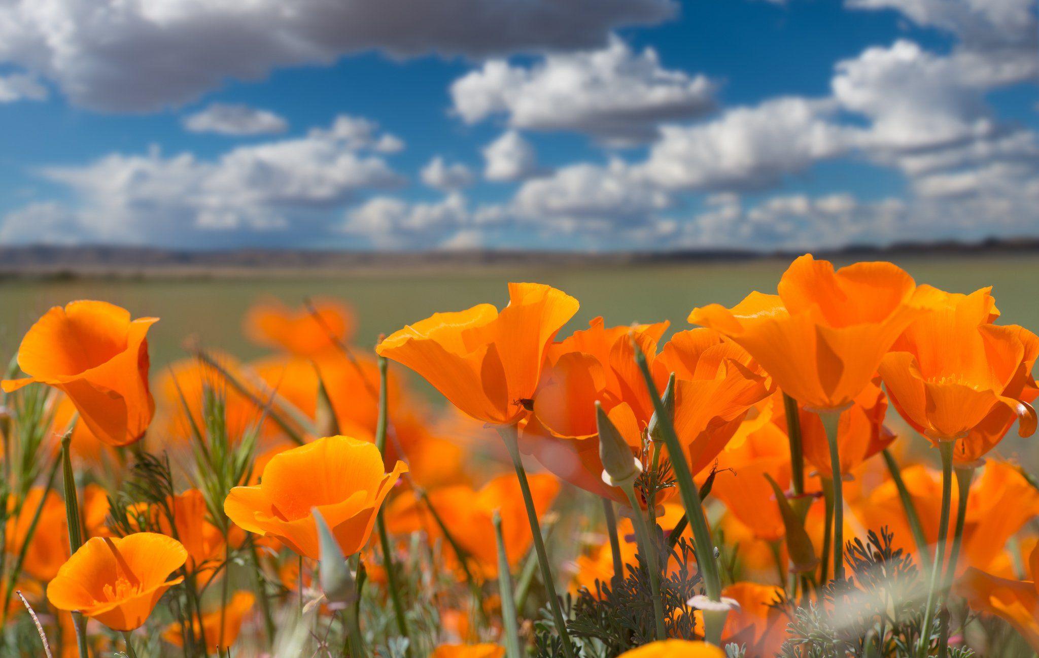 California Poppy Wallpapers Top Free California Poppy Backgrounds