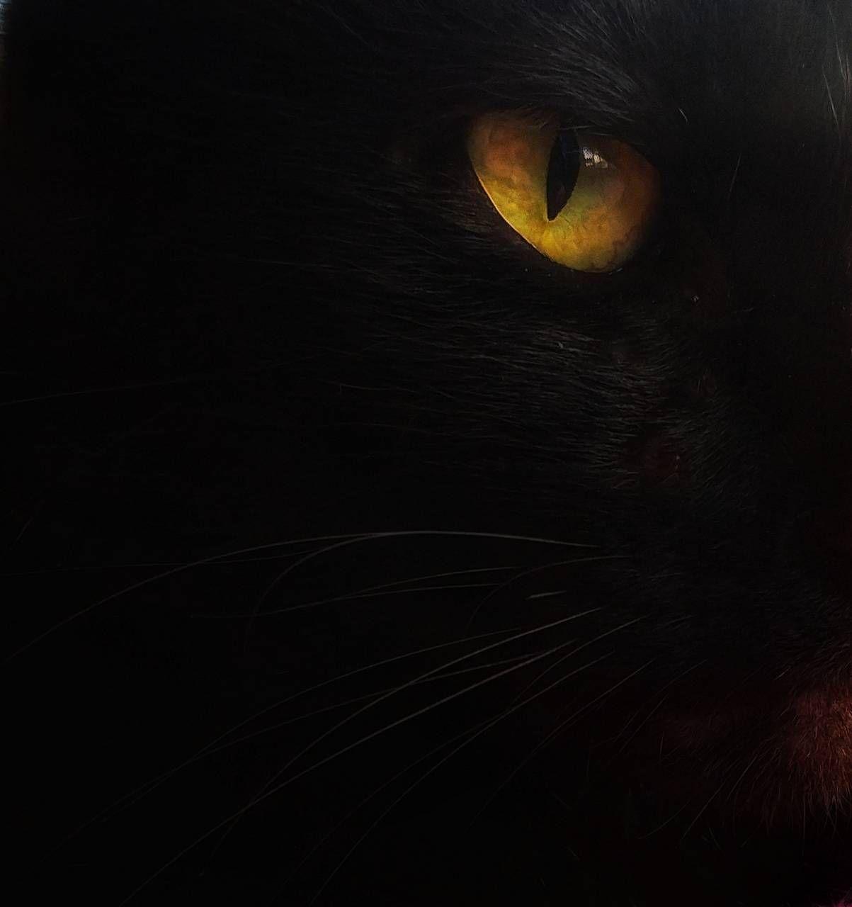 Black Cat Eyes Wallpapers Top Free Black Cat Eyes Backgrounds