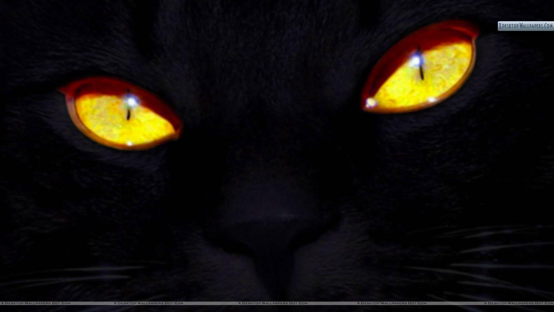 Black Cat Eyes Wallpapers Top Free Black Cat Eyes Backgrounds