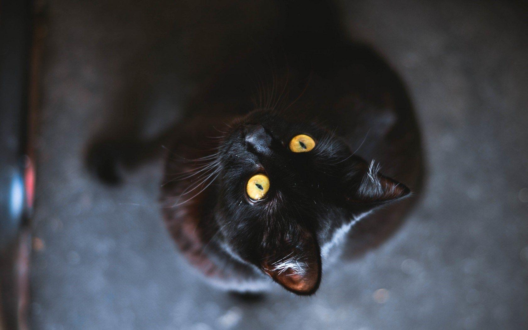 Black Cat Eyes Wallpapers Top Free Black Cat Eyes Backgrounds