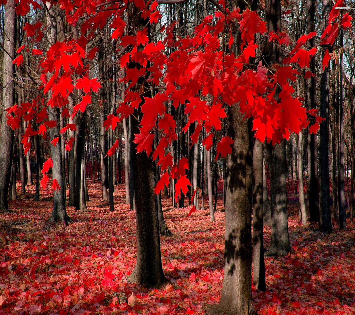Red Autumn Leaves Wallpapers Top Free Red Autumn Leaves Backgrounds