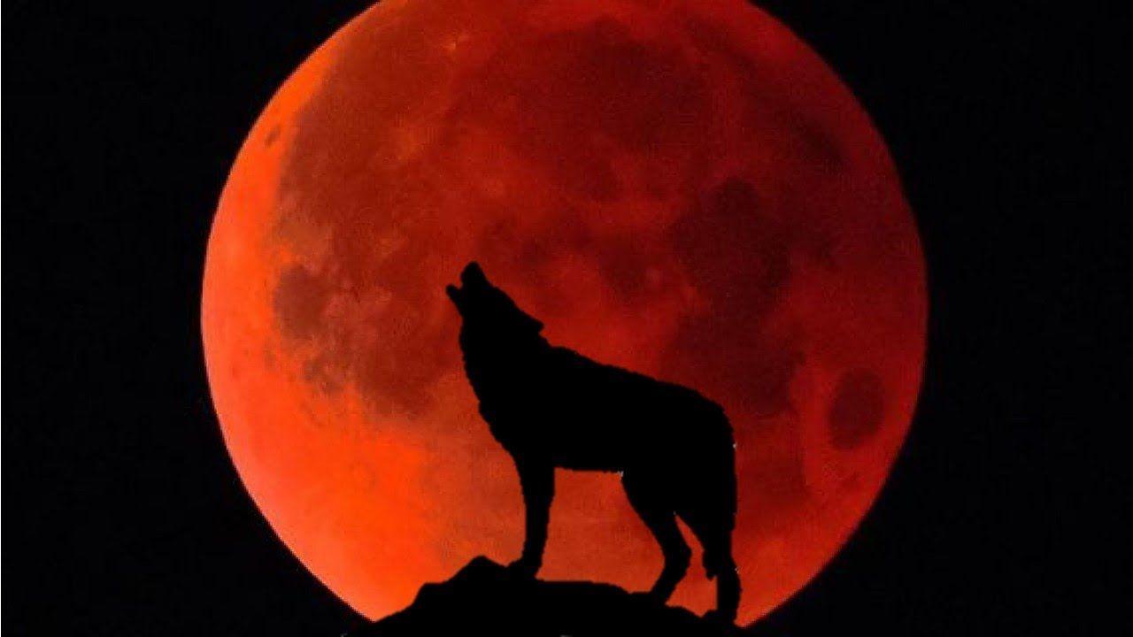 Blood Moon Wolf Wallpapers Top Free Blood Moon Wolf Backgrounds