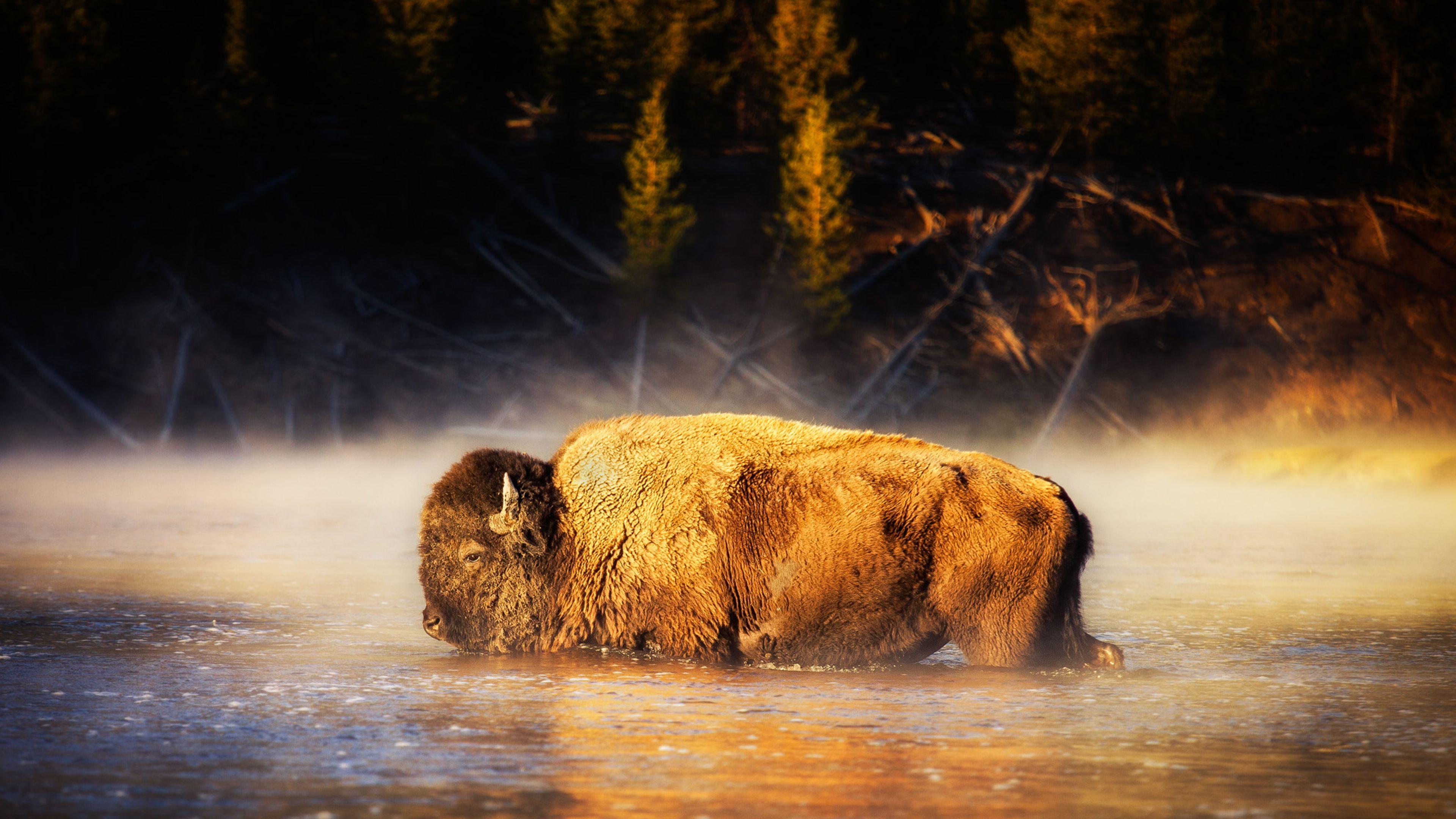 American Bison Wallpapers Top Free American Bison Backgrounds