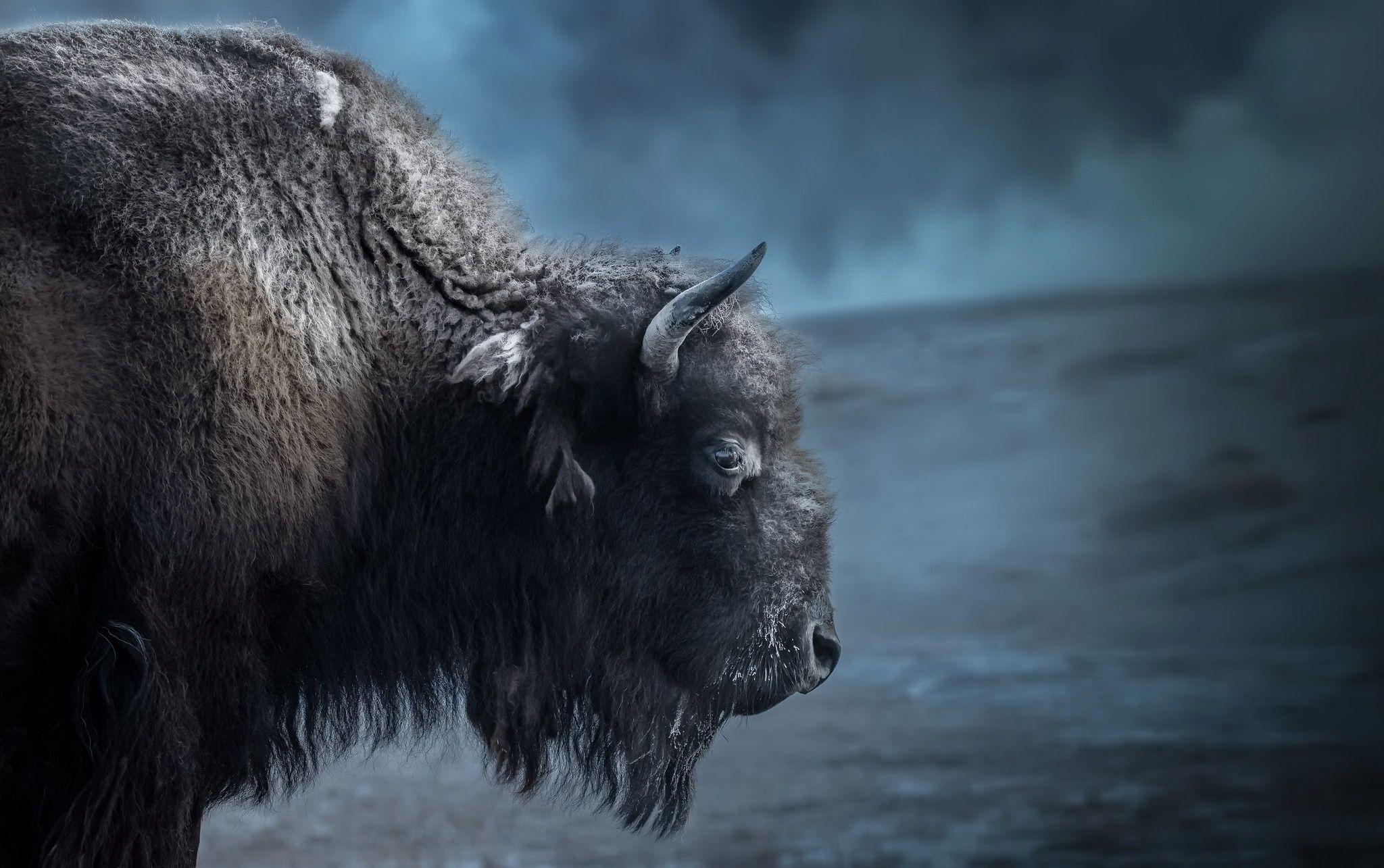 American Bison Wallpapers Top Free American Bison Backgrounds