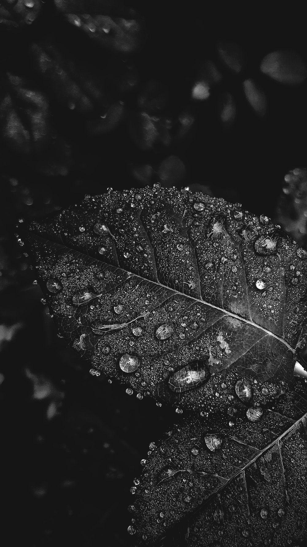 Black and White Leaf Wallpapers Top Free Black and White Leaf Backgrounds WallpaperAccess