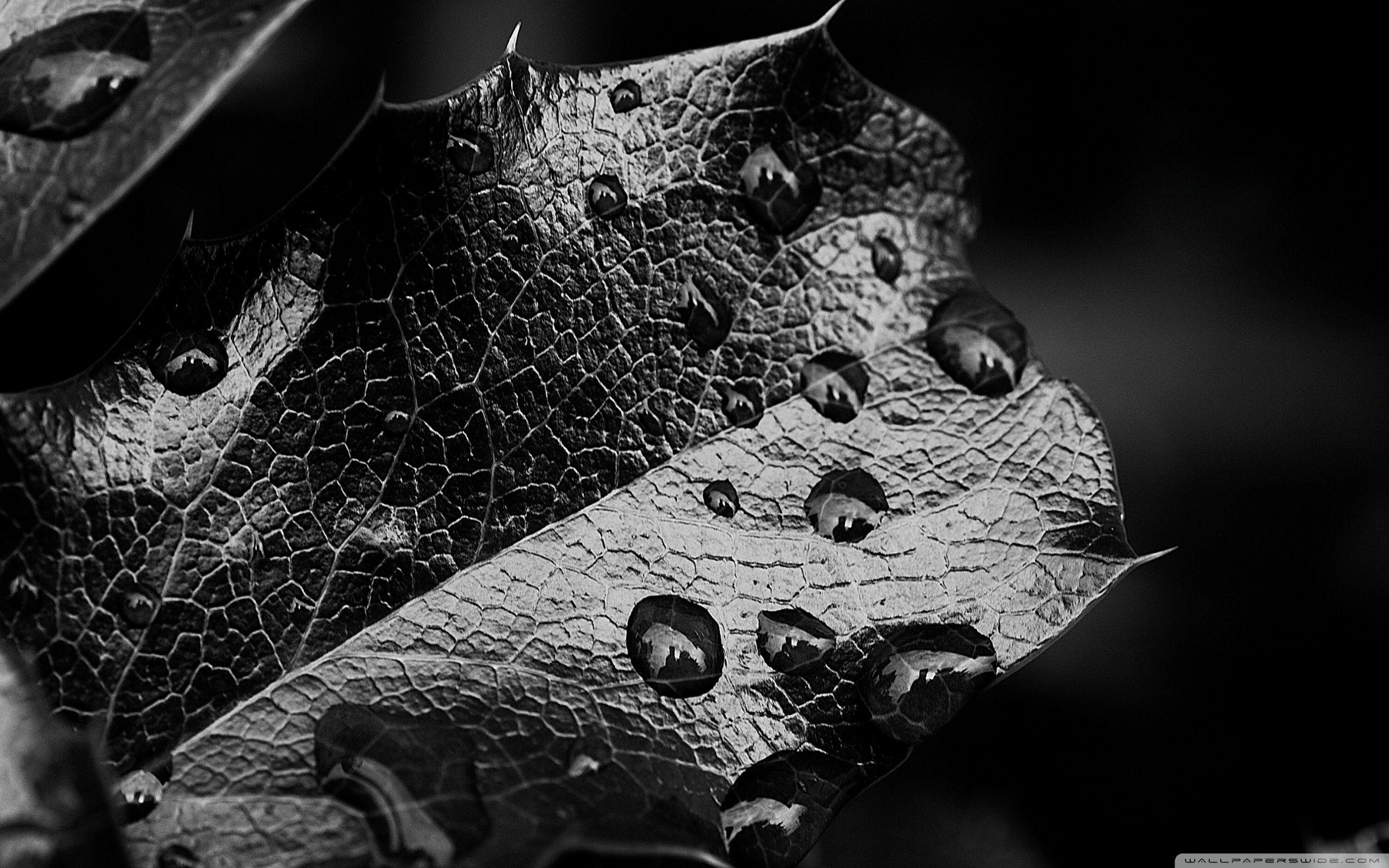 Black and White Leaf Wallpapers Top Free Black and White Leaf