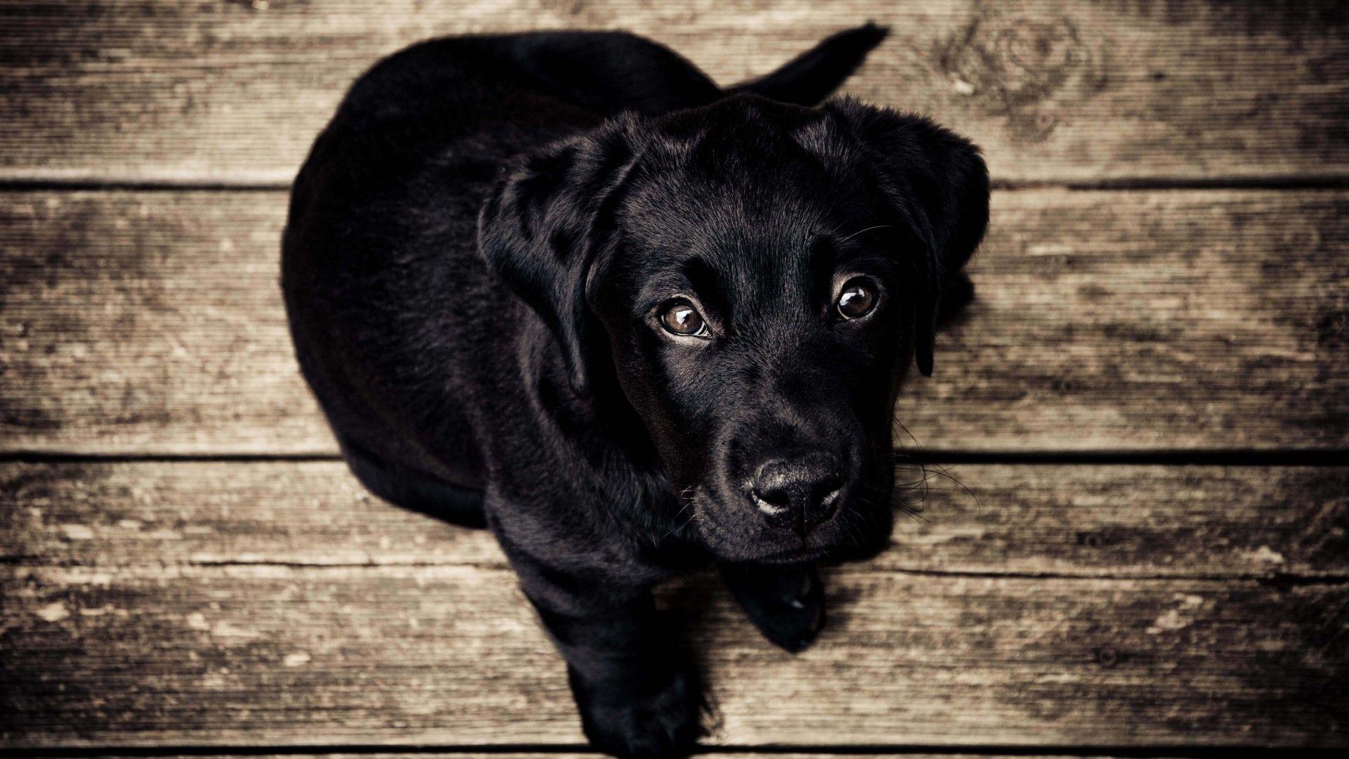 1920X1080 HD Black Labrador Wallpapers Top Free 1920X1080 HD Black