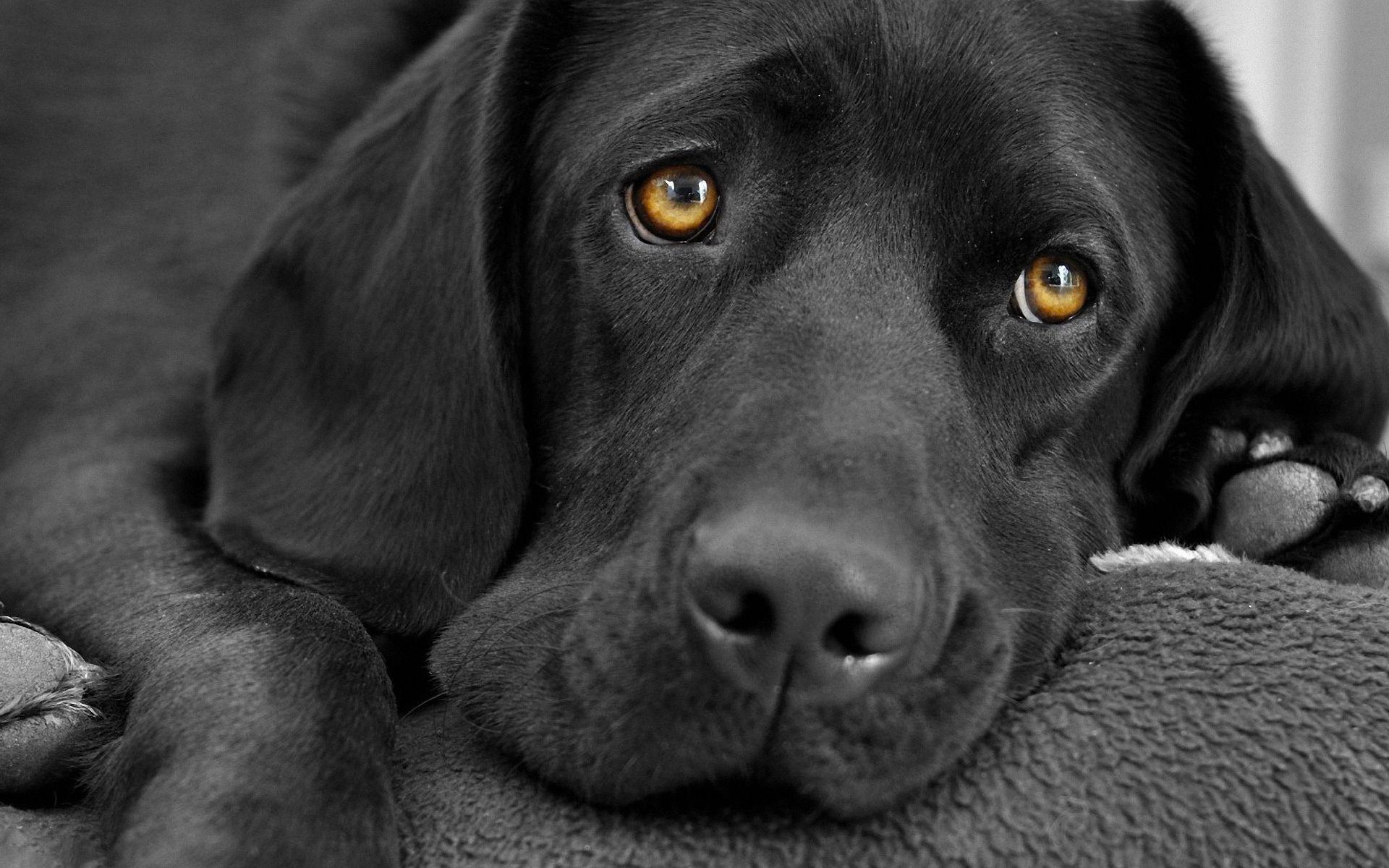 Cute Black Dog Wallpapers Top Free Cute Black Dog Backgrounds