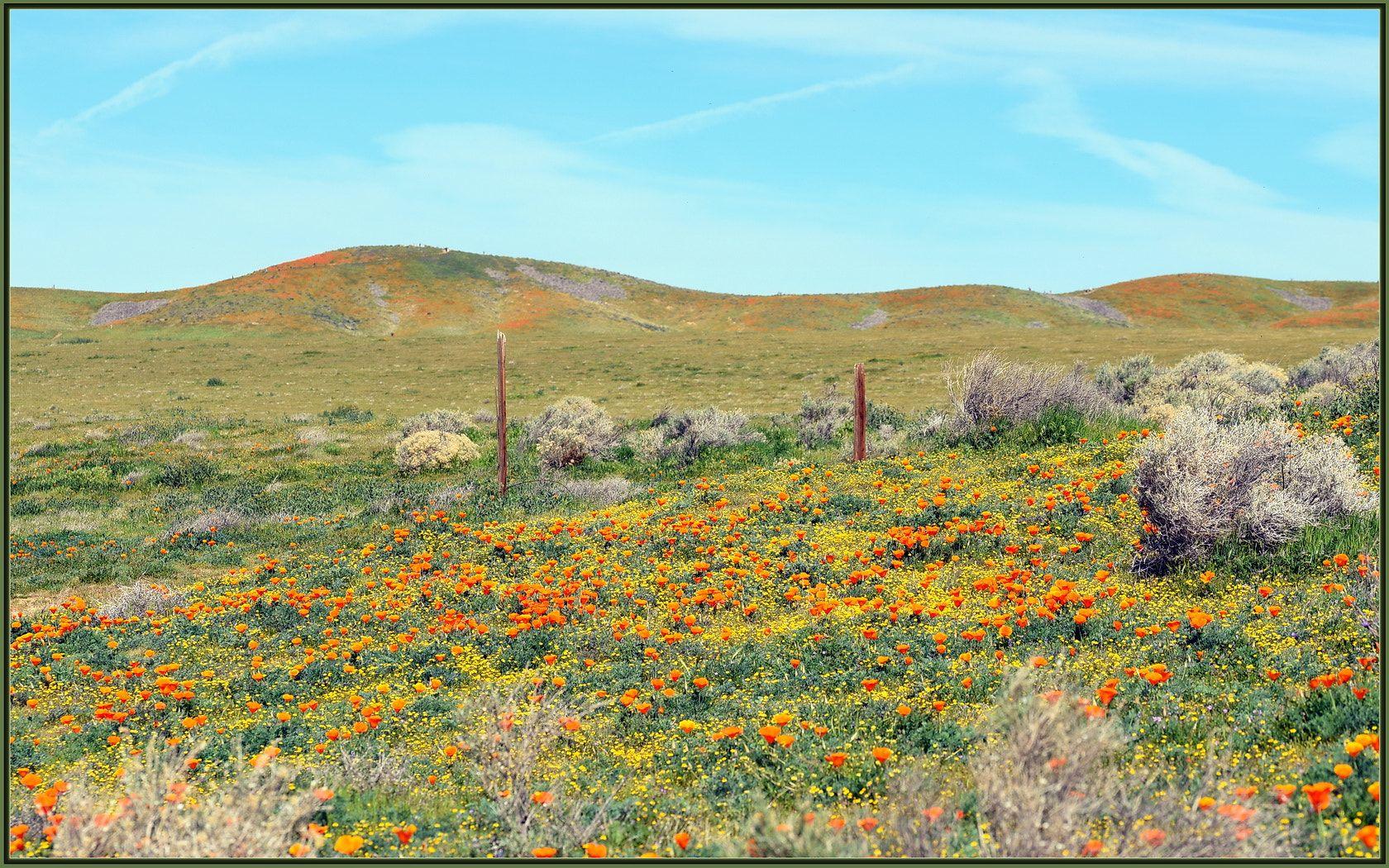 Desert Wildflowers Wallpapers Top Free Desert Wildflowers Backgrounds