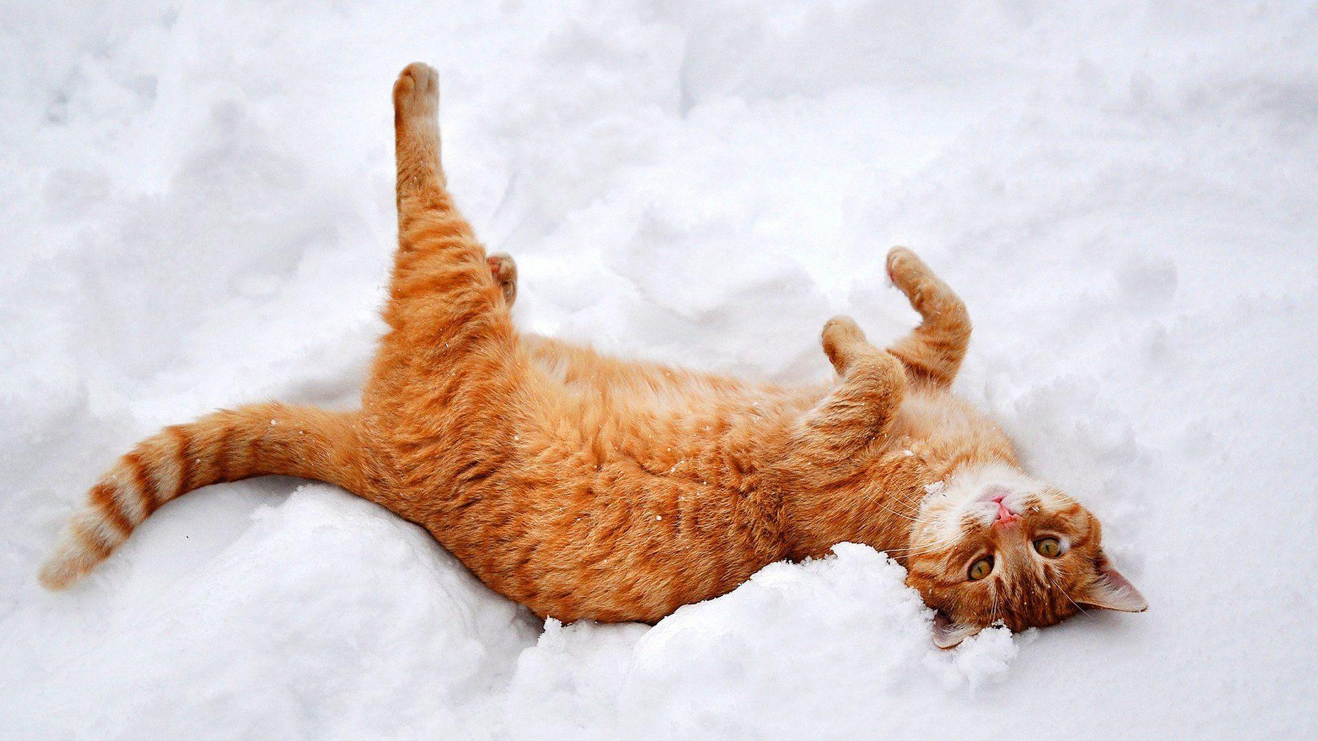Cute Winter Cat Wallpapers Top Free Cute Winter Cat Backgrounds