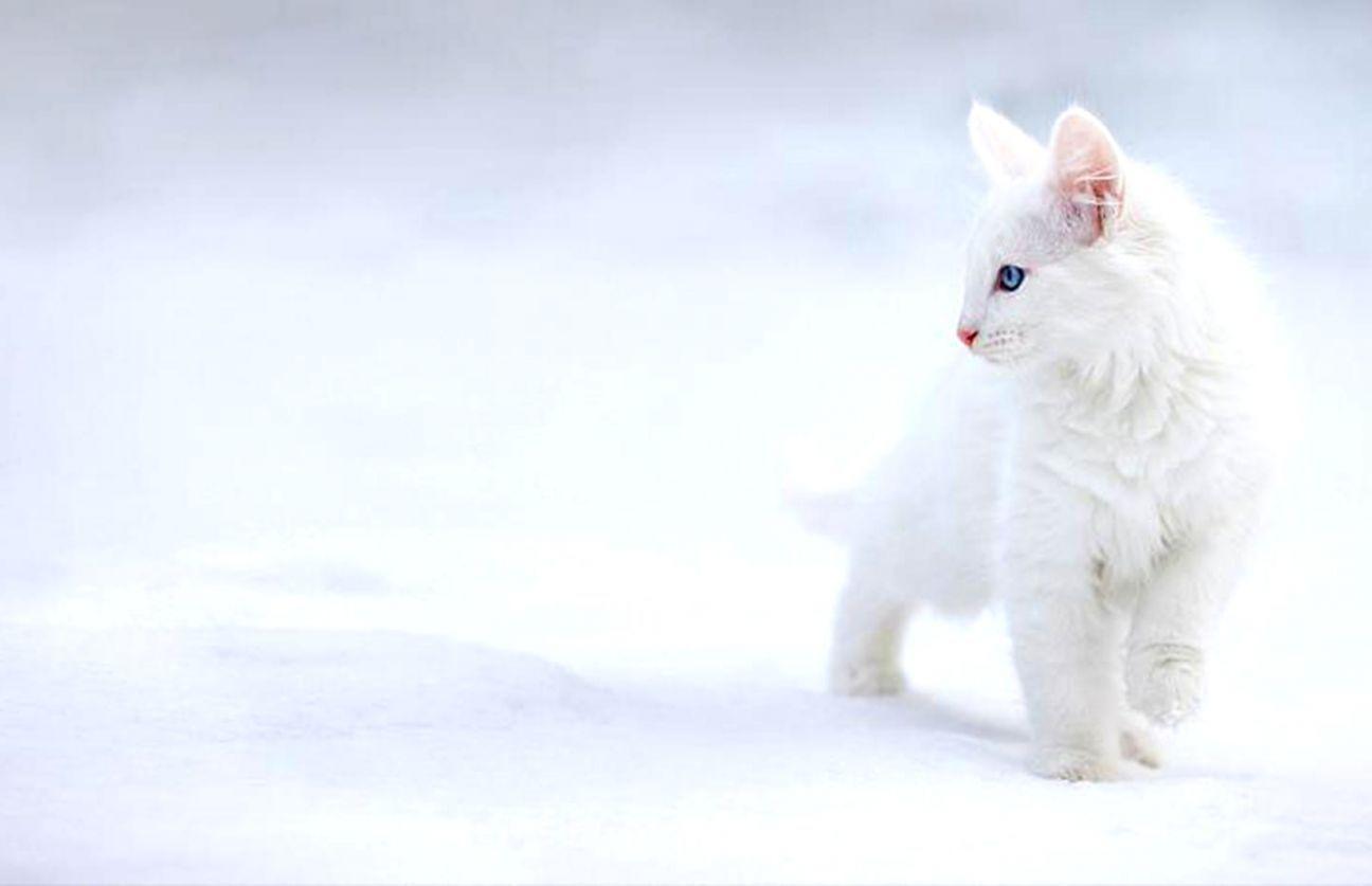 Cute Winter Cat Wallpapers Top Free Cute Winter Cat Backgrounds