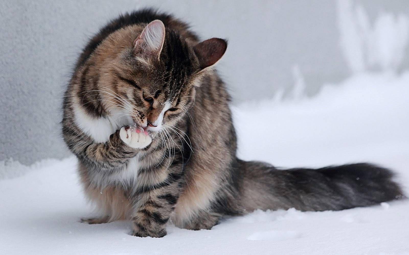 Cute Winter Cat Wallpapers Top Free Cute Winter Cat Backgrounds
