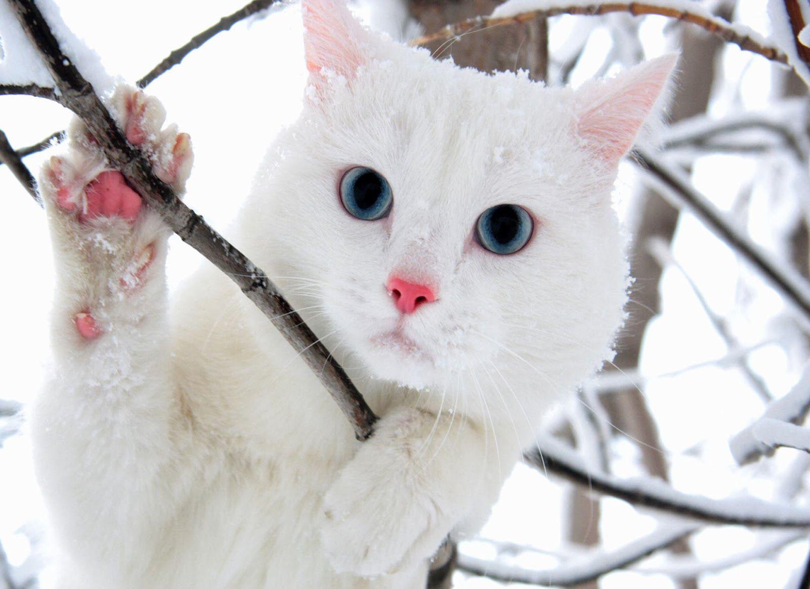 Cute Winter Cat Wallpapers Top Free Cute Winter Cat Backgrounds