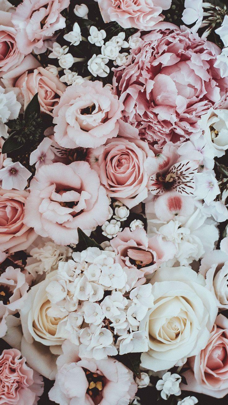 Pastel Rose Flower Wallpapers Top Free Pastel Rose Flower Backgrounds