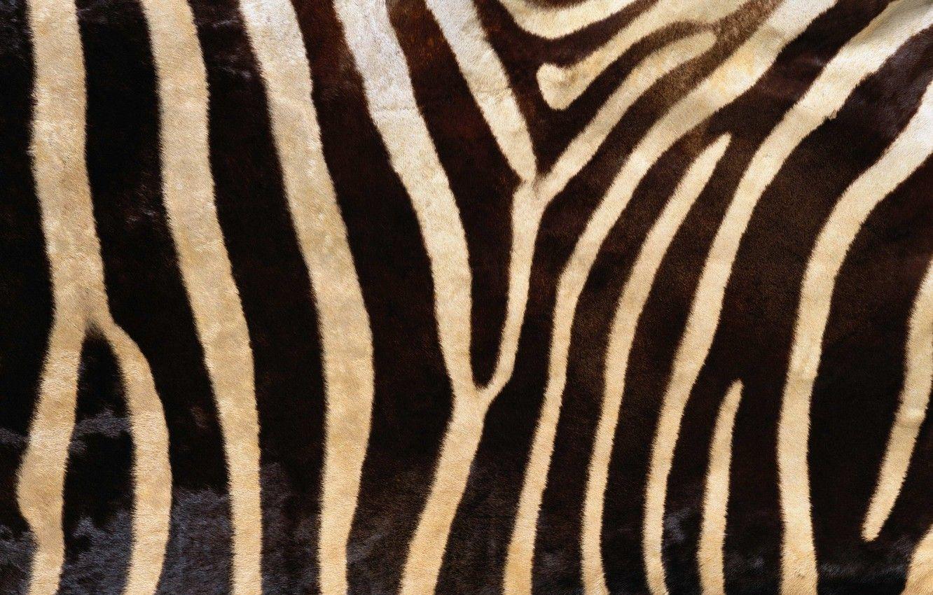 Animal Texture Wallpapers Top Free Animal Texture Backgrounds