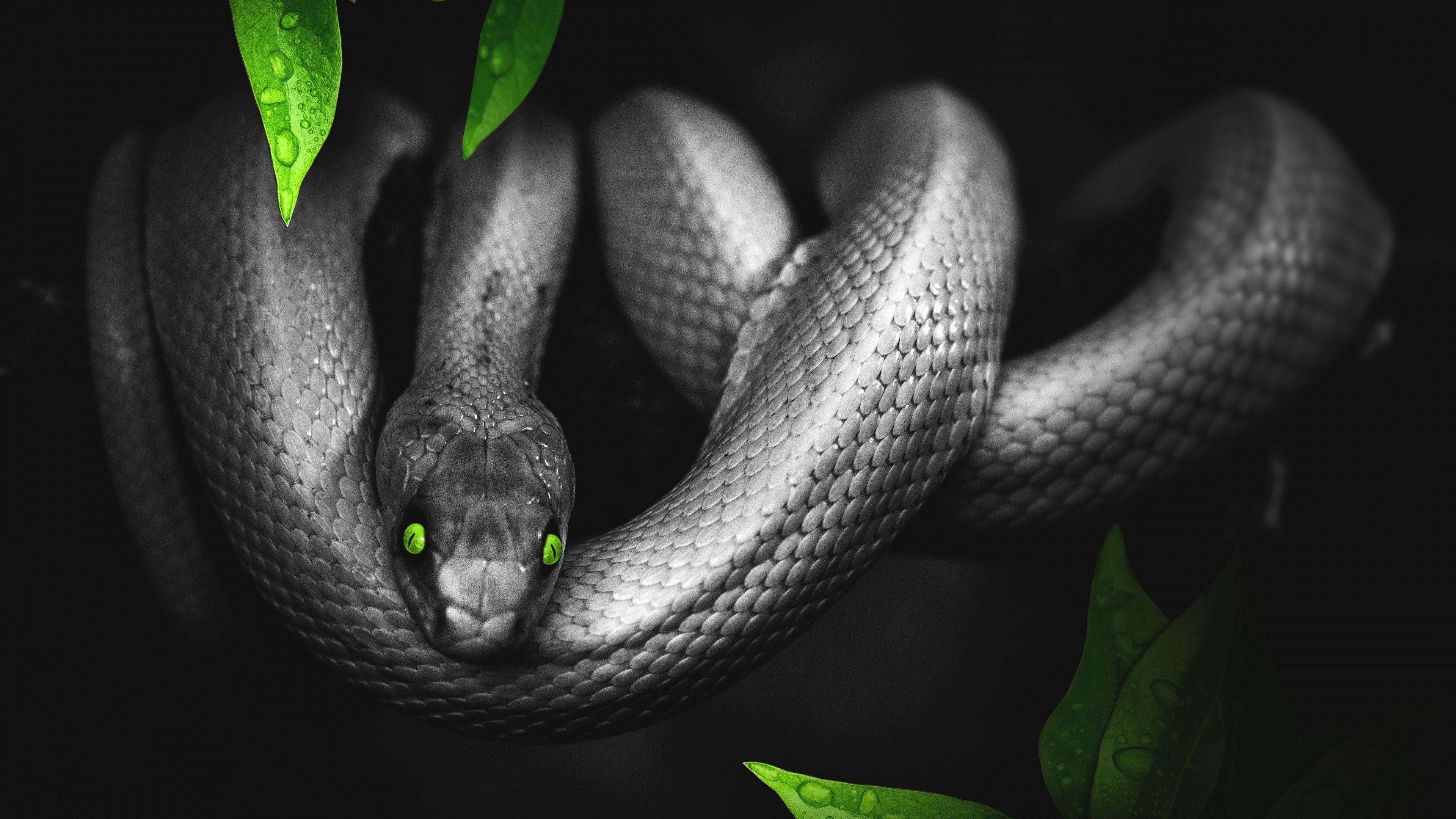 Green and Black Snake Wallpapers Top Free Green and Black Snake