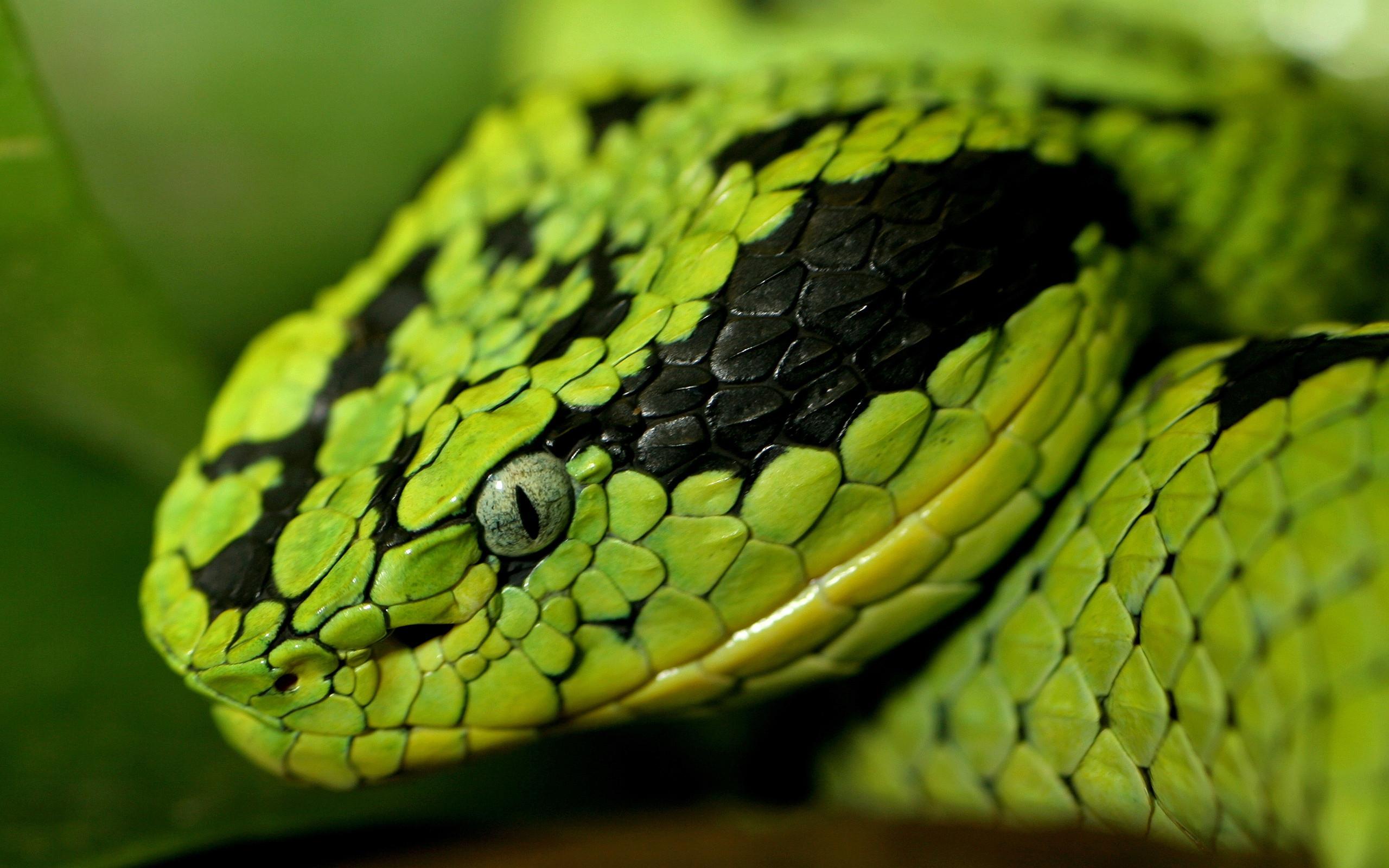 Green and Black Snake Wallpapers Top Free Green and Black Snake