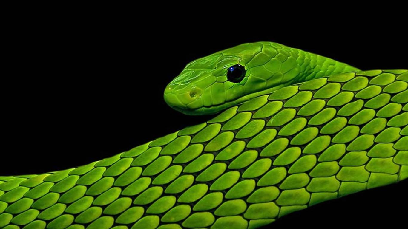 Green and Black Snake Wallpapers Top Free Green and Black Snake