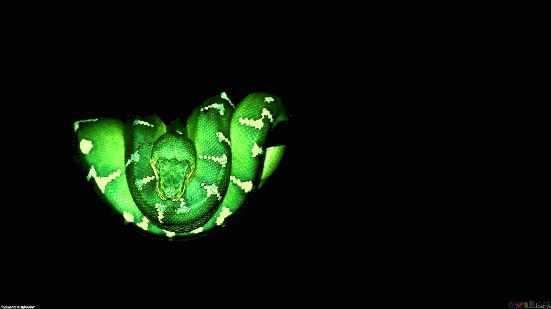 Green and Black Snake Wallpapers Top Free Green and Black Snake