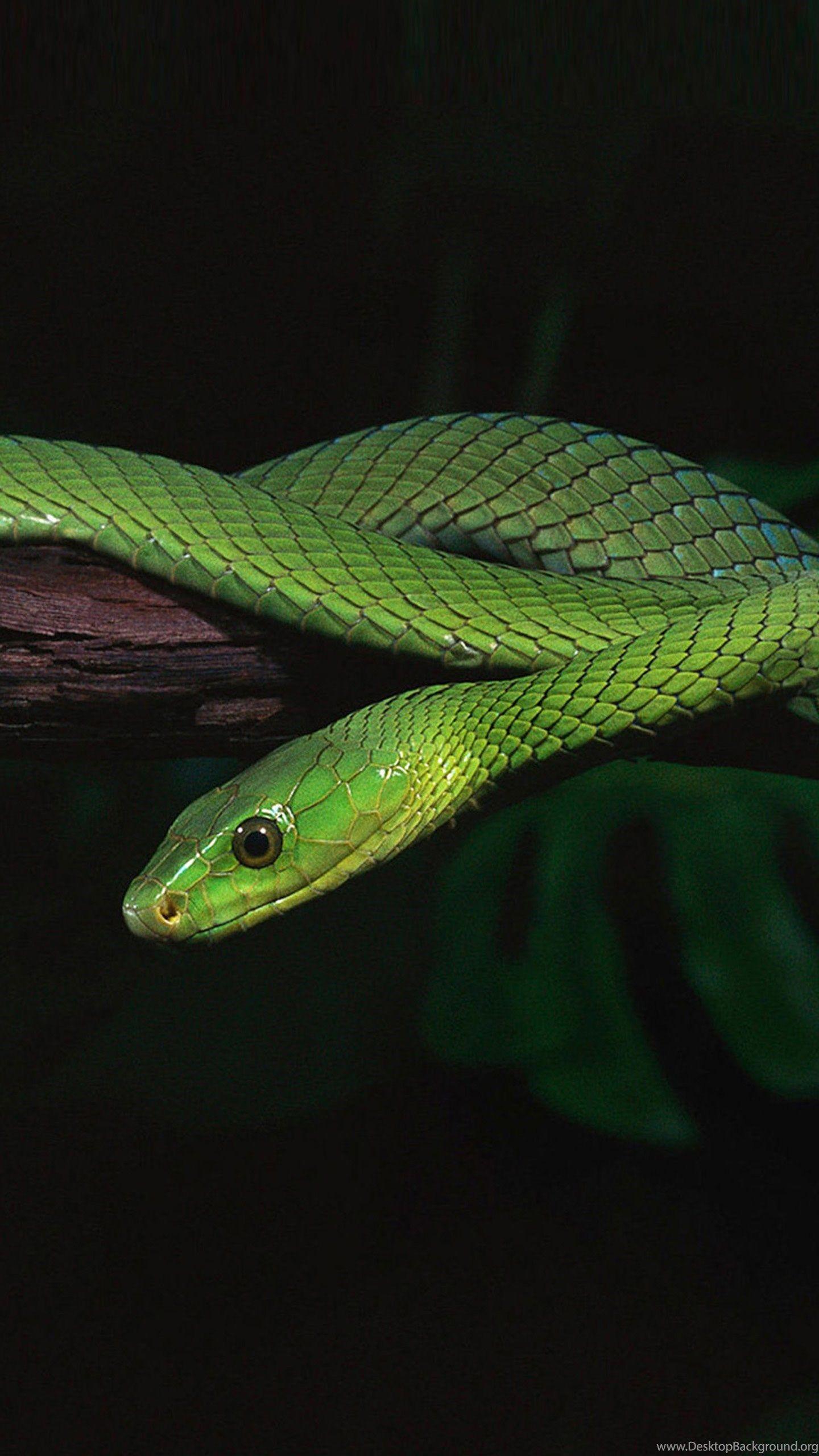 Green and Black Snake Wallpapers Top Free Green and Black Snake