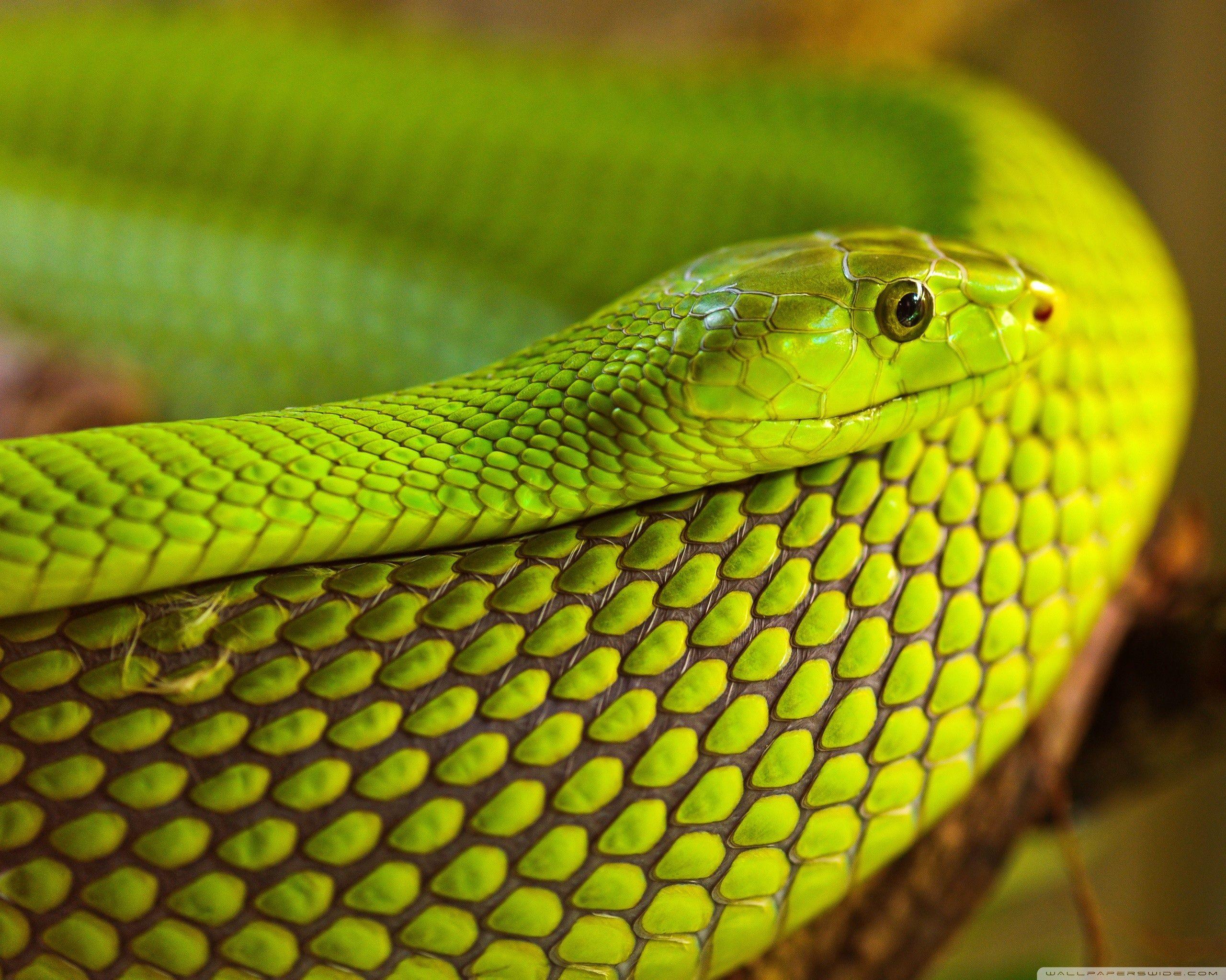 Green and Black Snake Wallpapers Top Free Green and Black Snake