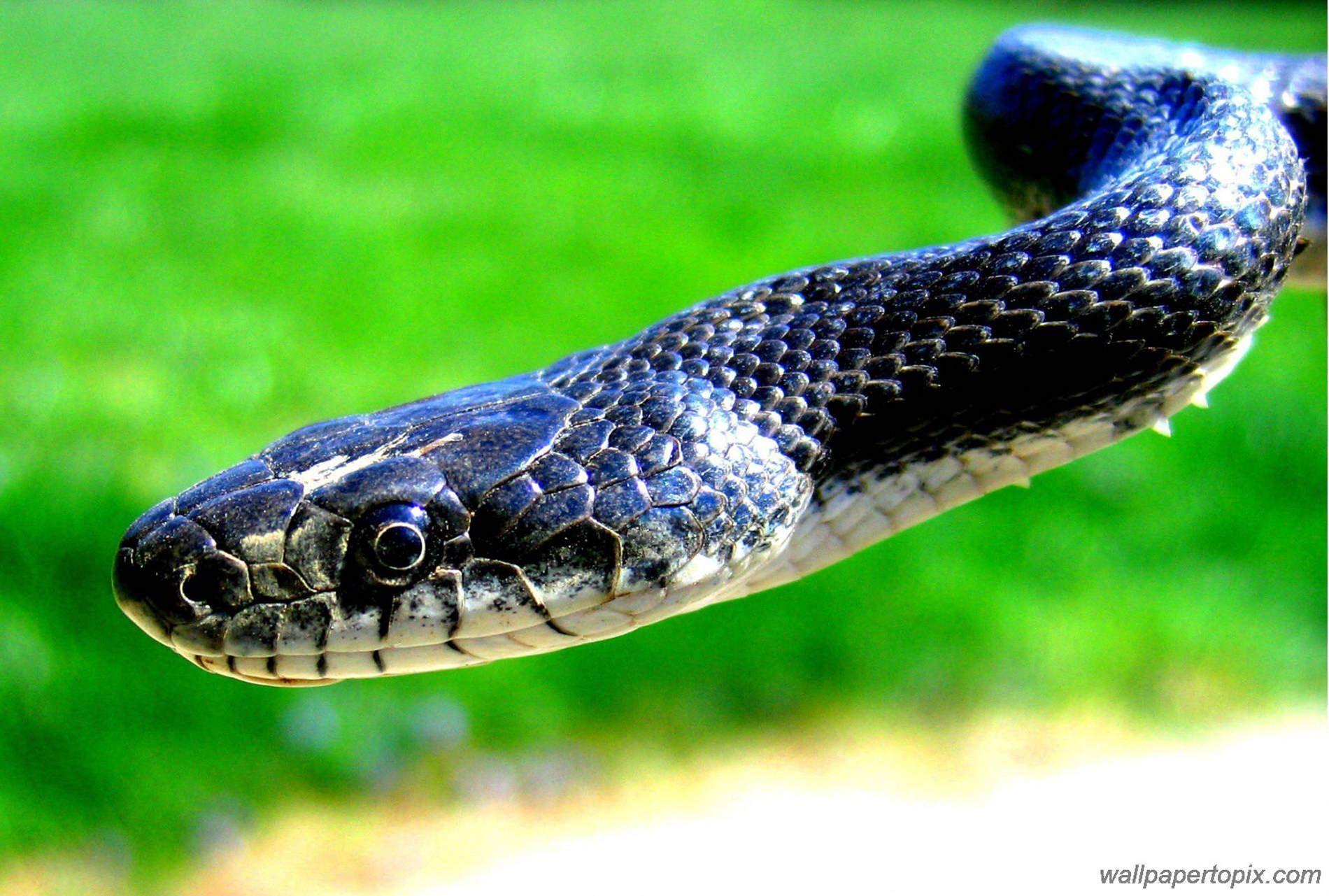 Green and Black Snake Wallpapers Top Free Green and Black Snake