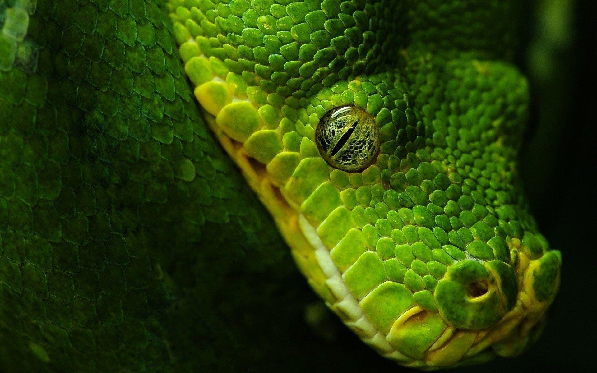 Green and Black Snake Wallpapers Top Free Green and Black Snake