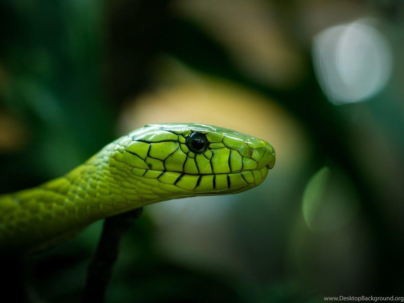 Green and Black Snake Wallpapers Top Free Green and Black Snake