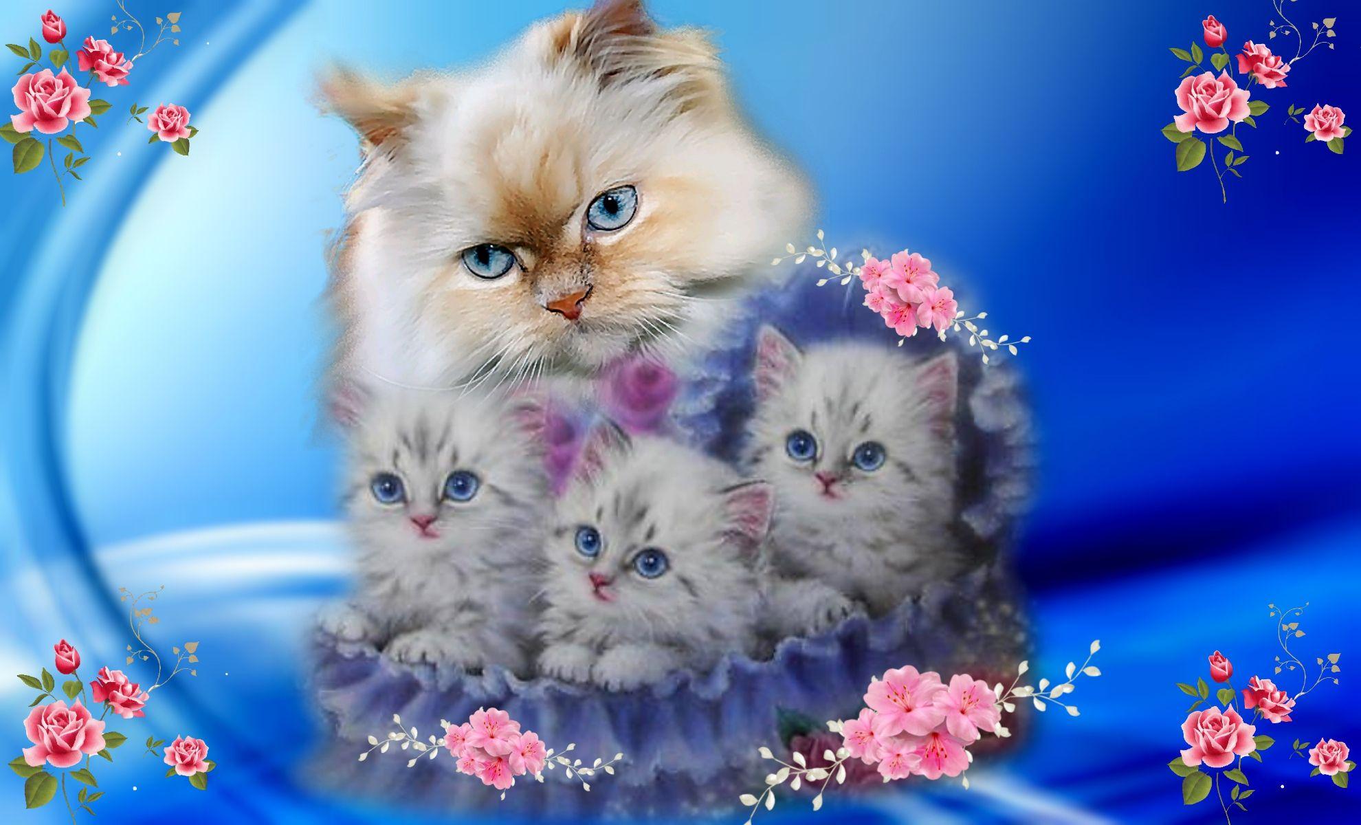Cute Pink Cat Wallpapers Top Free Cute Pink Cat Backgrounds