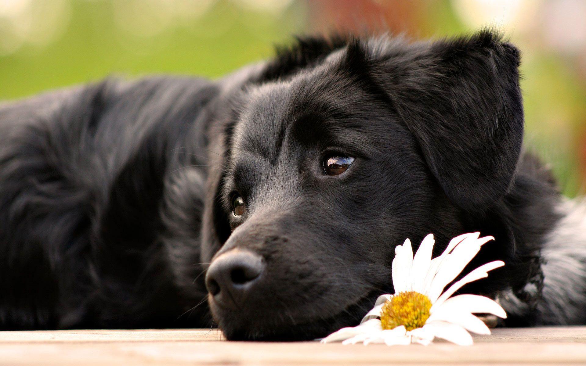 Cute Black Dog Wallpapers Top Free Cute Black Dog Backgrounds