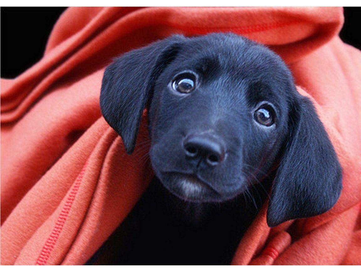 Cute Black Dog Wallpapers Top Free Cute Black Dog Backgrounds