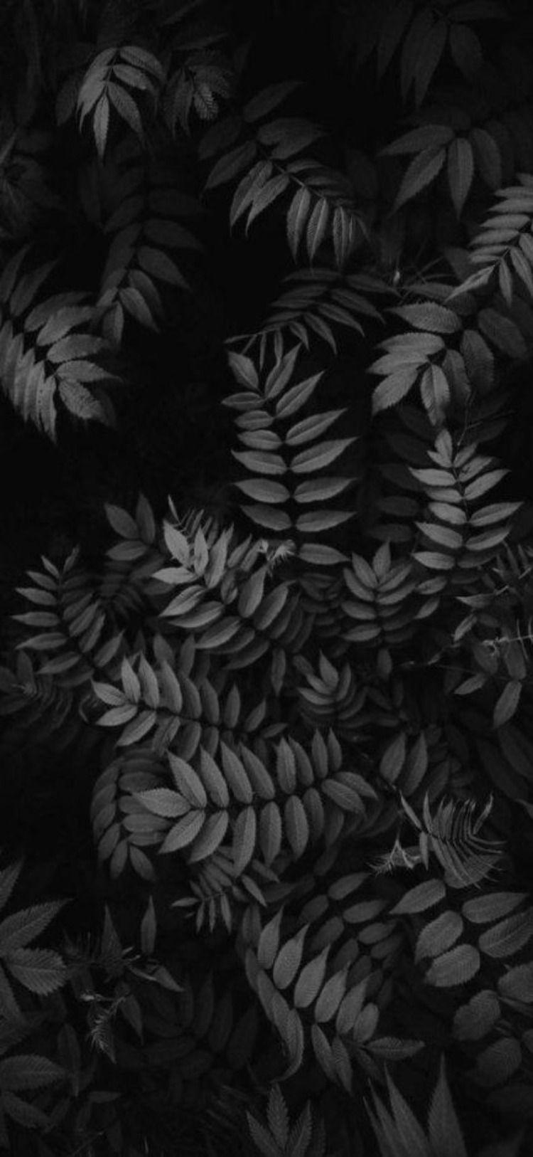 Pinterest Black and White Wallpapers Top Free Pinterest Black and