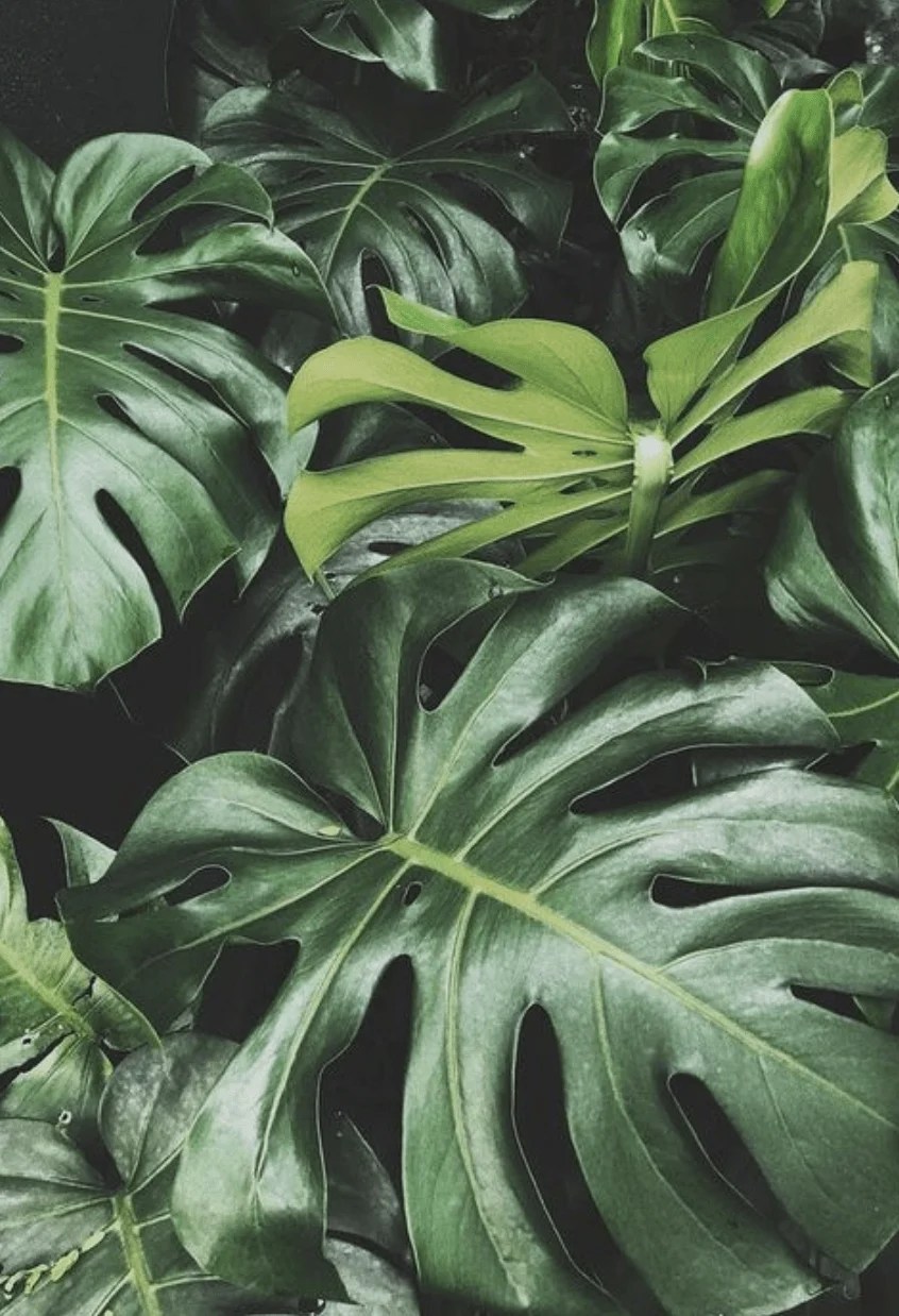 Monstera Leaf Wallpapers Top Free Monstera Leaf Backgrounds