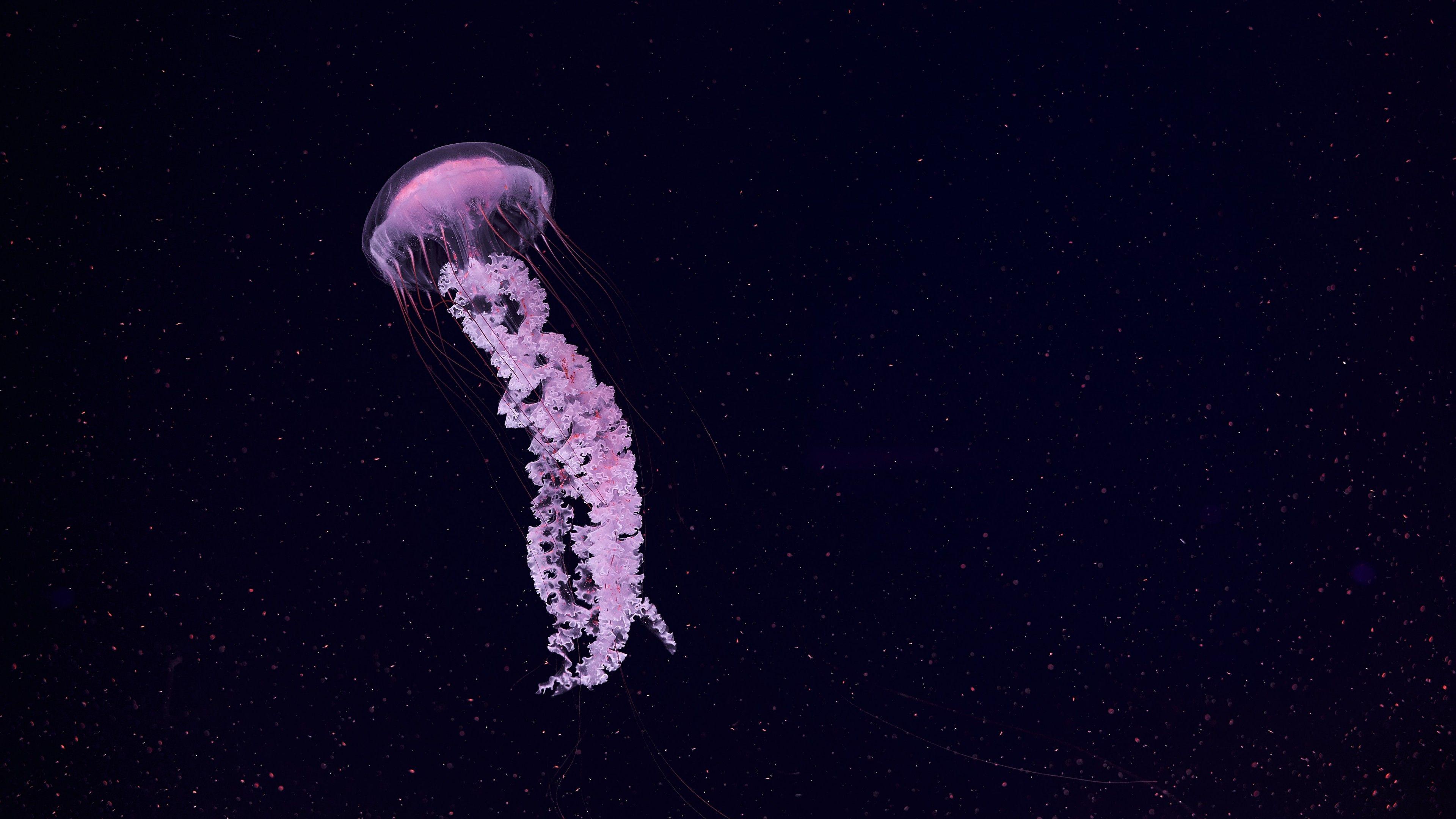 4K Jellyfish Wallpapers Top Free 4K Jellyfish Backgrounds