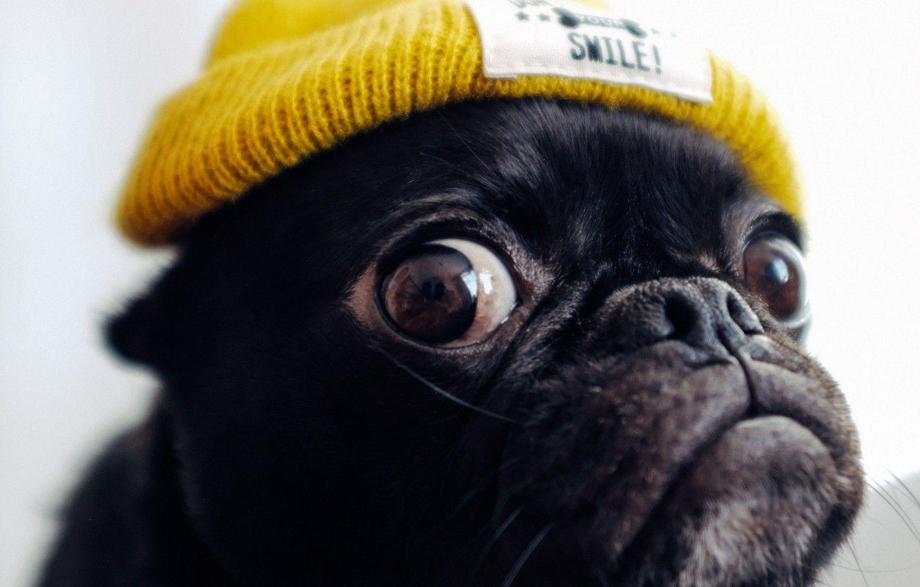 Cute Dog Funny Wallpapers Top Free Cute Dog Funny Backgrounds