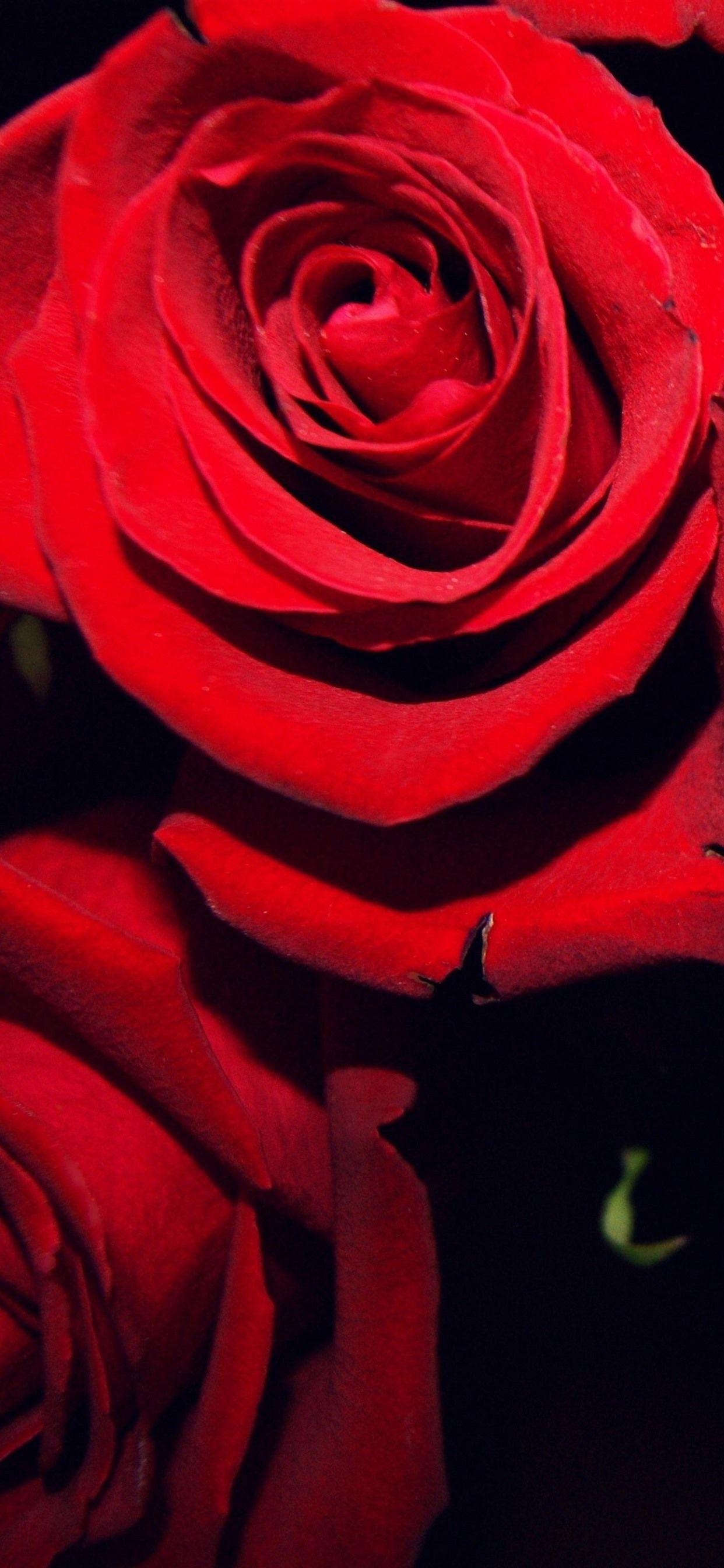 Dark Red Rose iPhone Wallpapers Top Free Dark Red Rose iPhone
