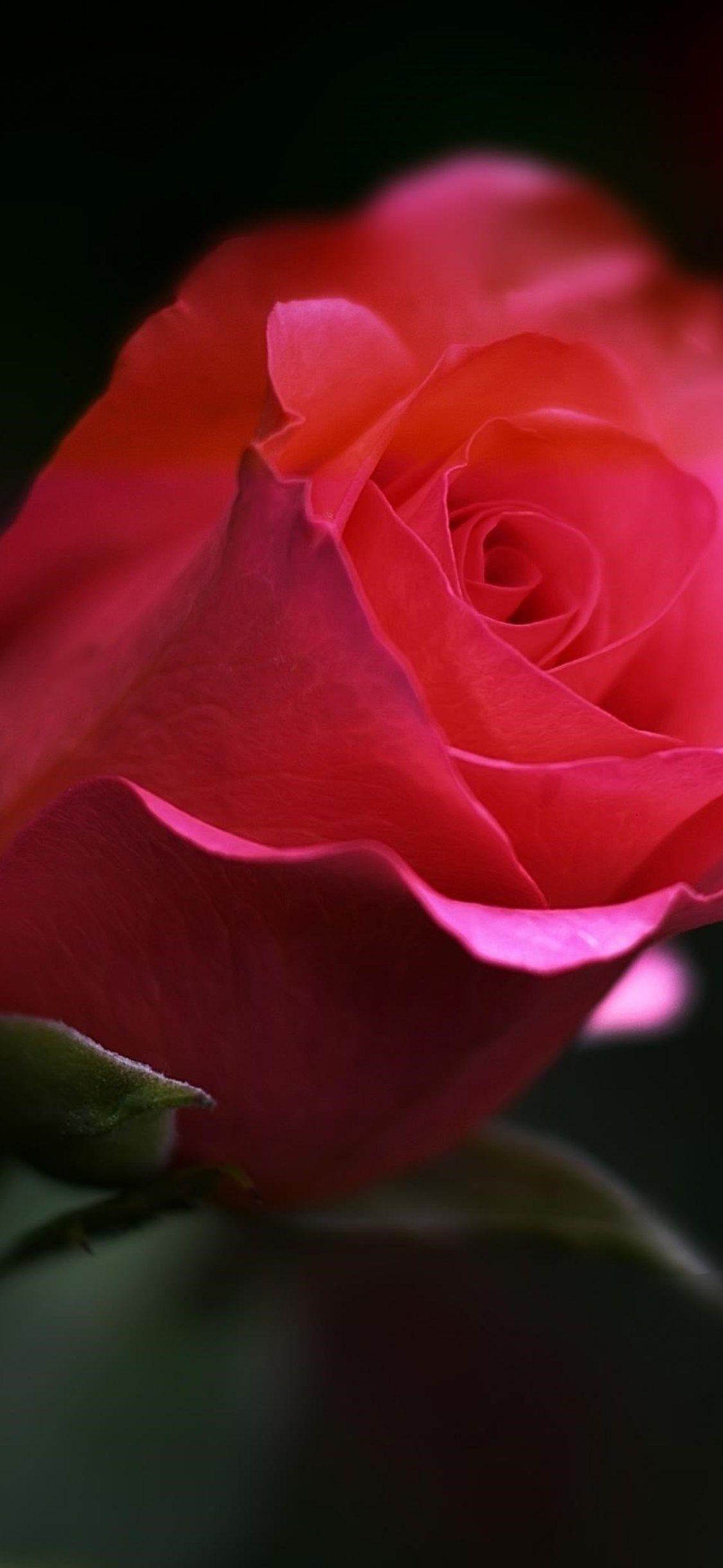 Red Roses iPhone Wallpapers Top Free Red Roses iPhone Backgrounds