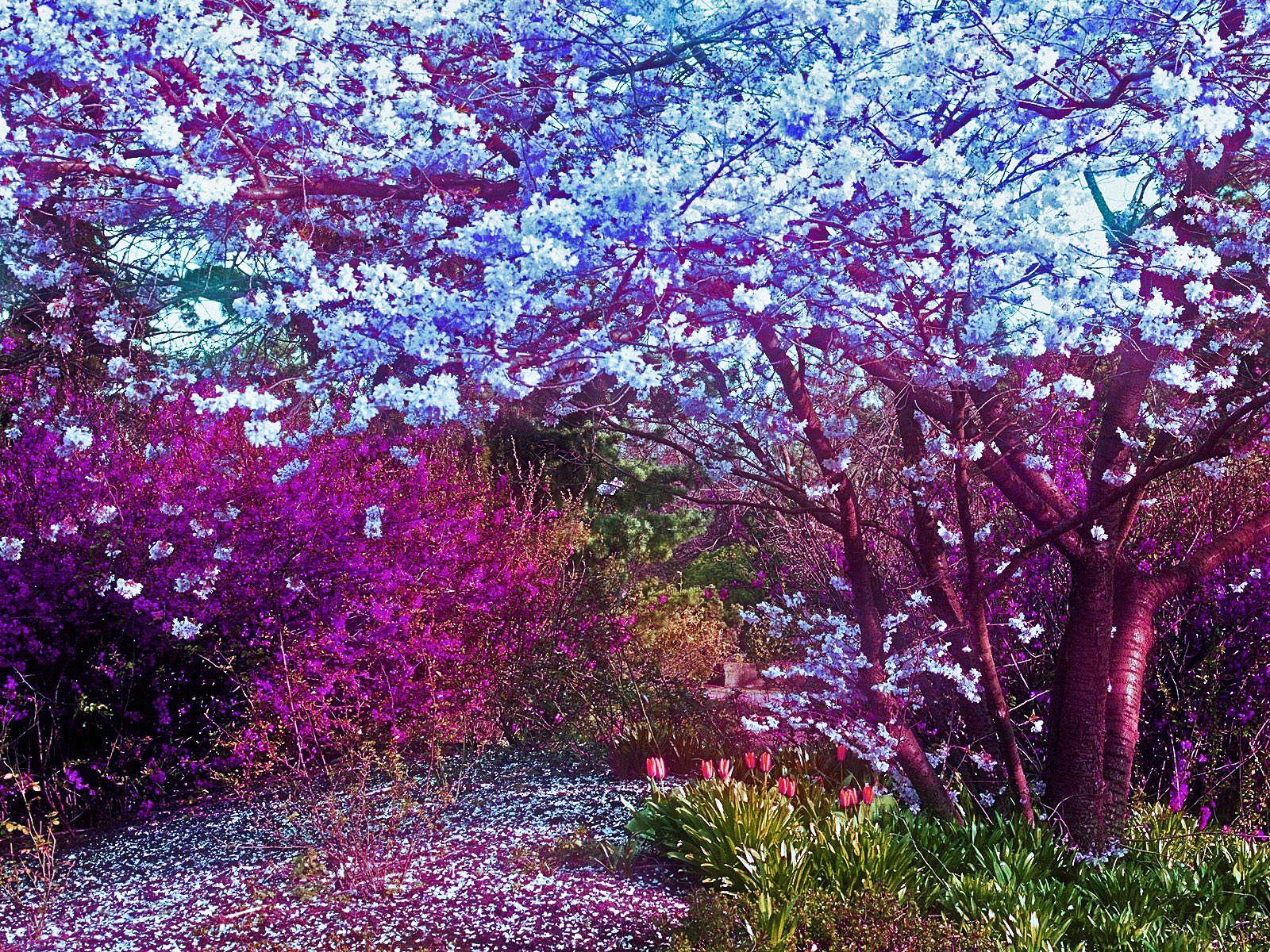 Cool Colorful Nature Wallpapers Top Free Cool Colorful Nature